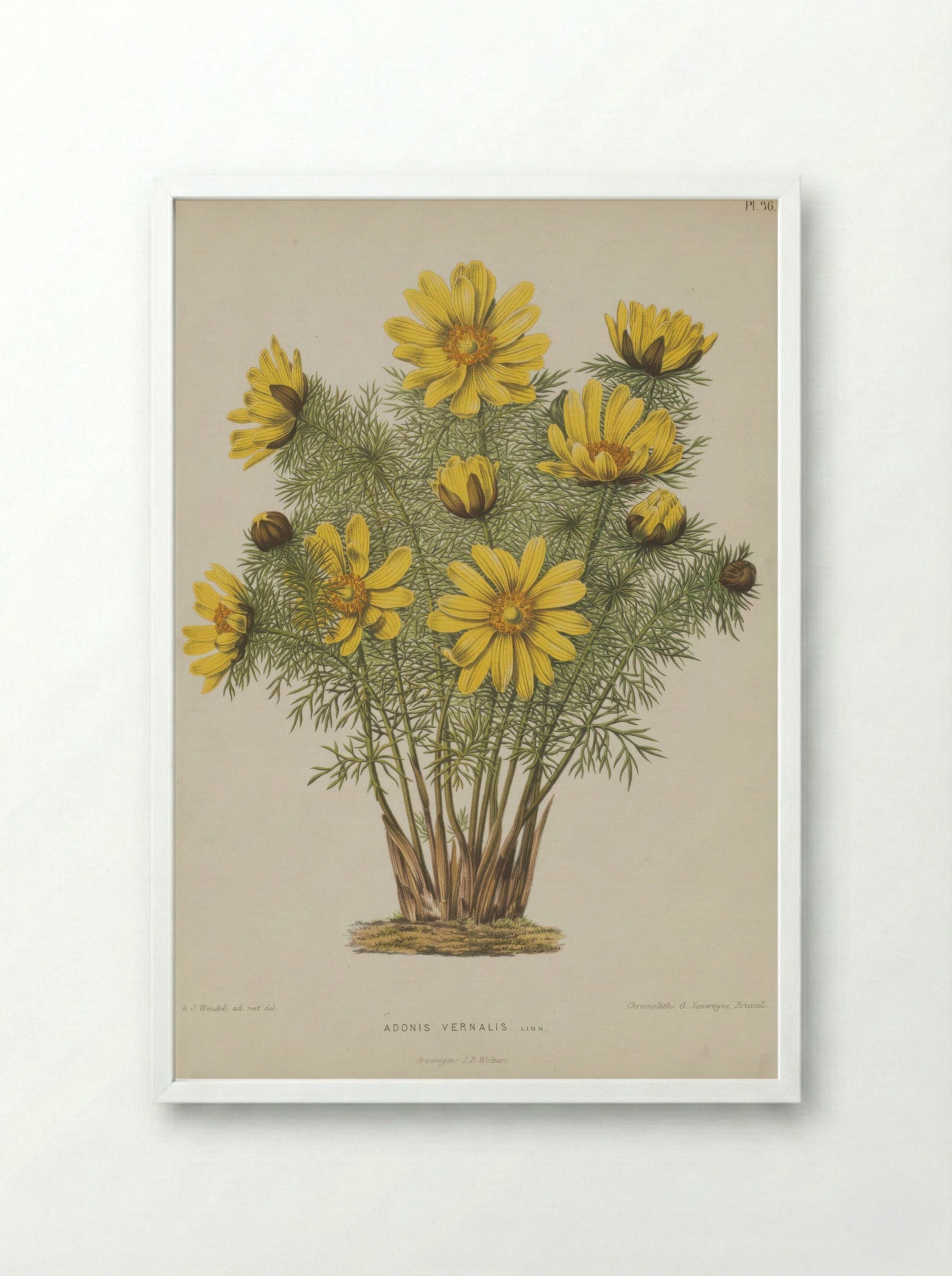 Adonis Vernalis L. - A. J. Wendel - Framed Print White
