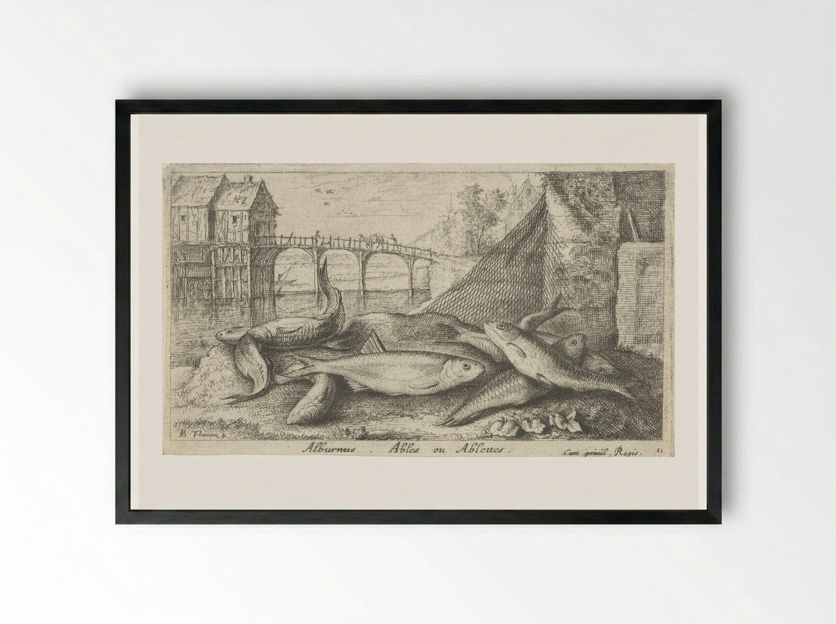Alburnus, Ables ou Ablettes - Jacques van Merlen - Framed Print Black