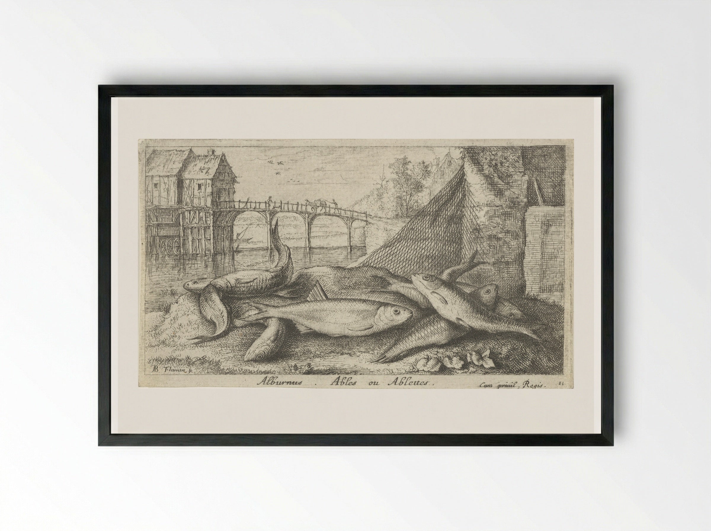 Alburnus, Ables ou Ablettes - Jacques van Merlen - Framed Print Black
