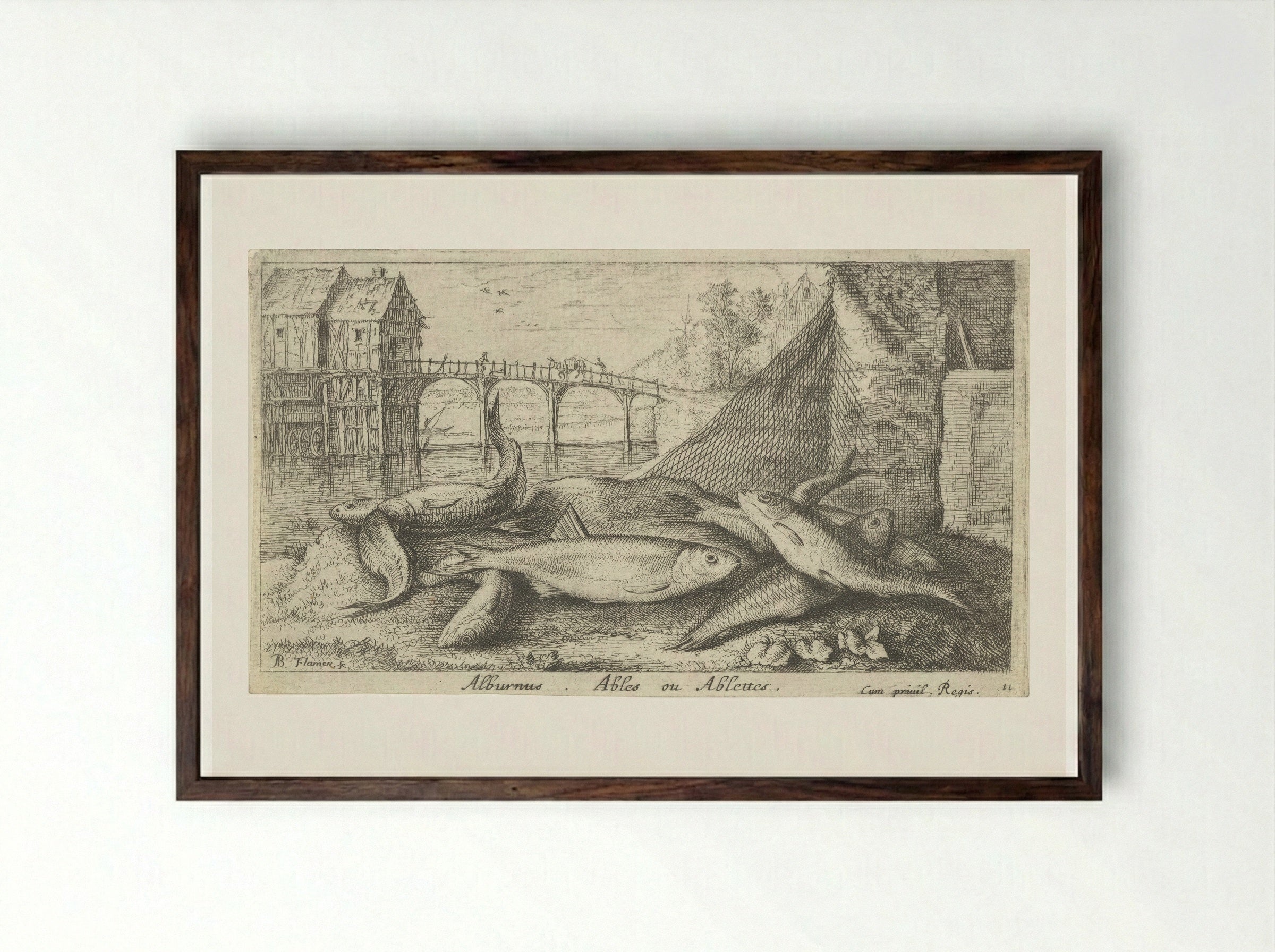 Alburnus, Ables ou Ablettes - Jacques van Merlen - Framed Print Dark Wood