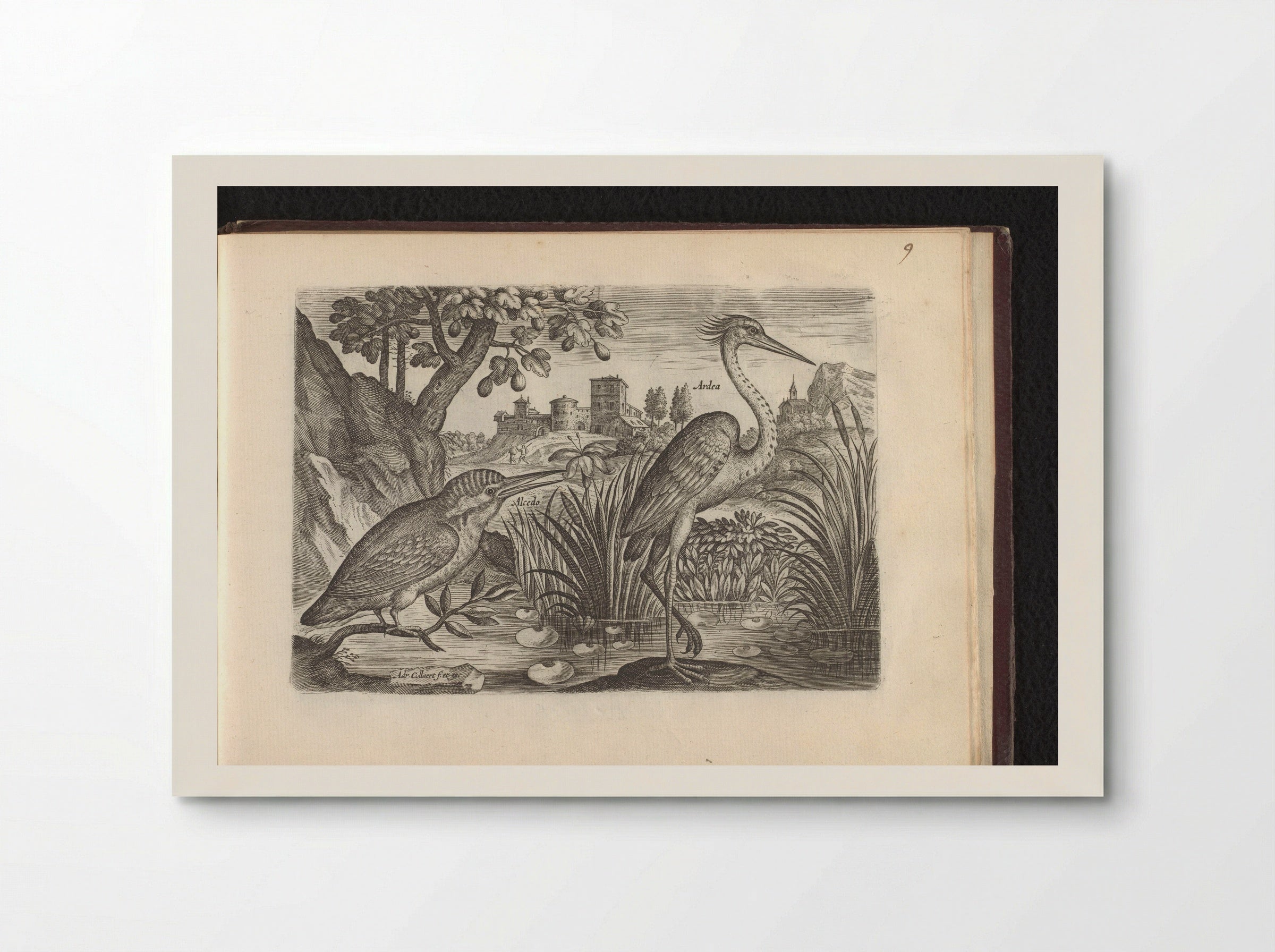 Alcedo (Kingfisher) and Ardea (Grey Heron) - Adriaen Collaert - Poster
