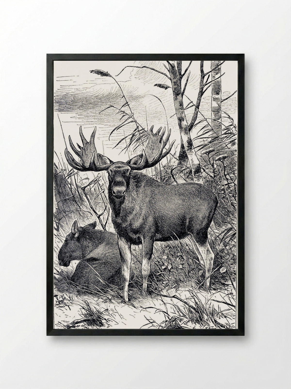 Alces alces (Moose in a Clearing) - Richard Friese - Framed Print Black