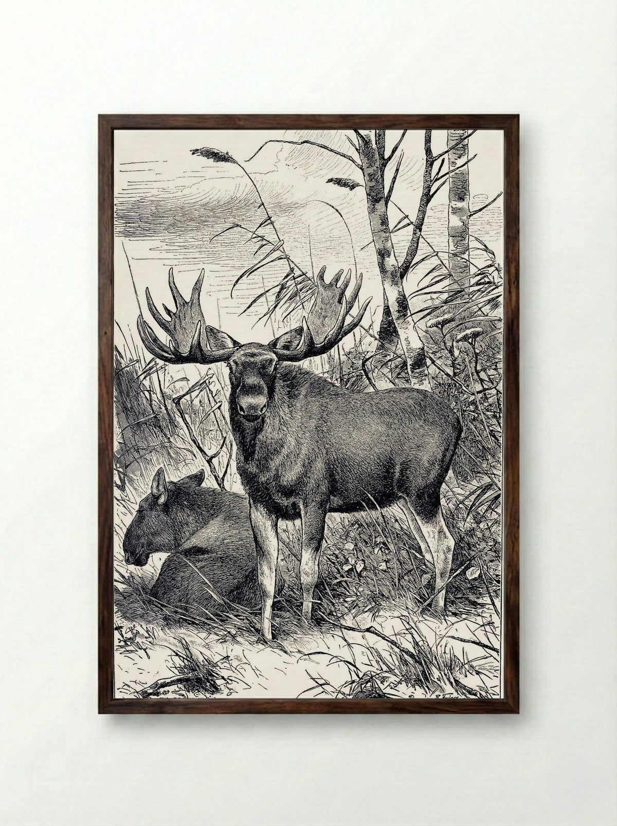 Alces alces (Moose in a Clearing) - Richard Friese - Framed Print Dark Wood