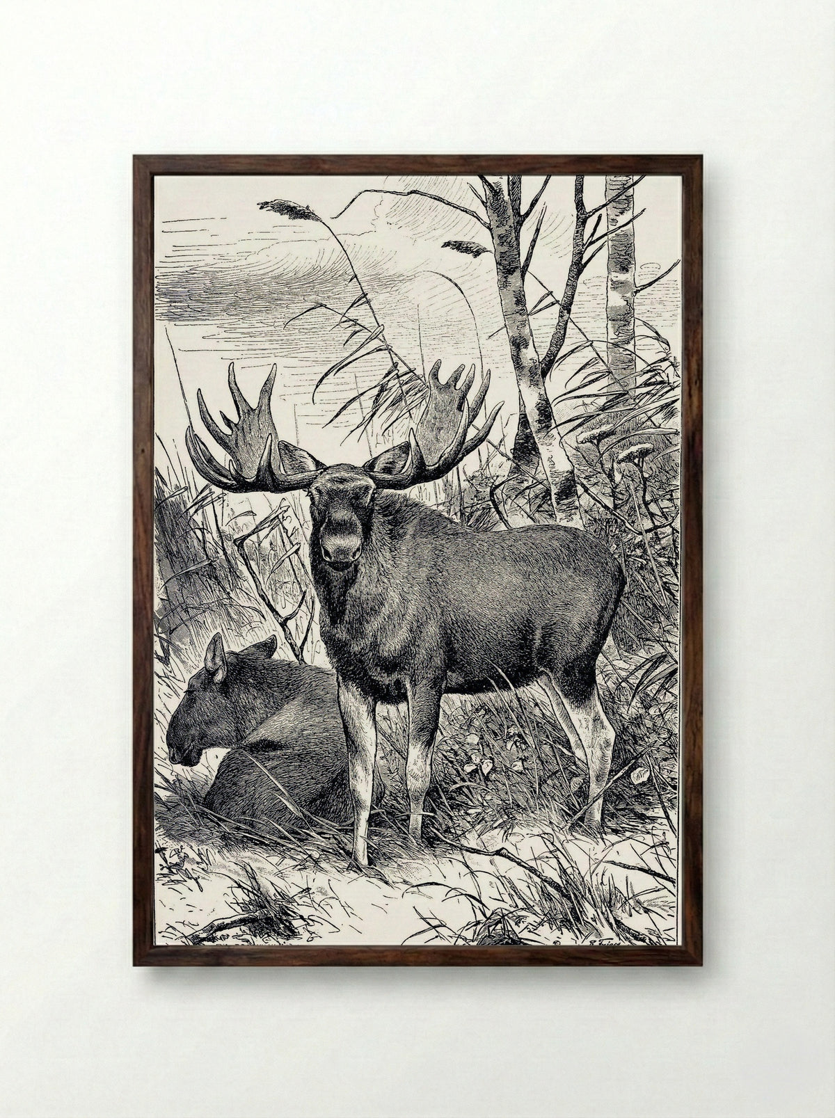 Alces alces (Moose in a Clearing) - Richard Friese - Framed Print Dark Wood