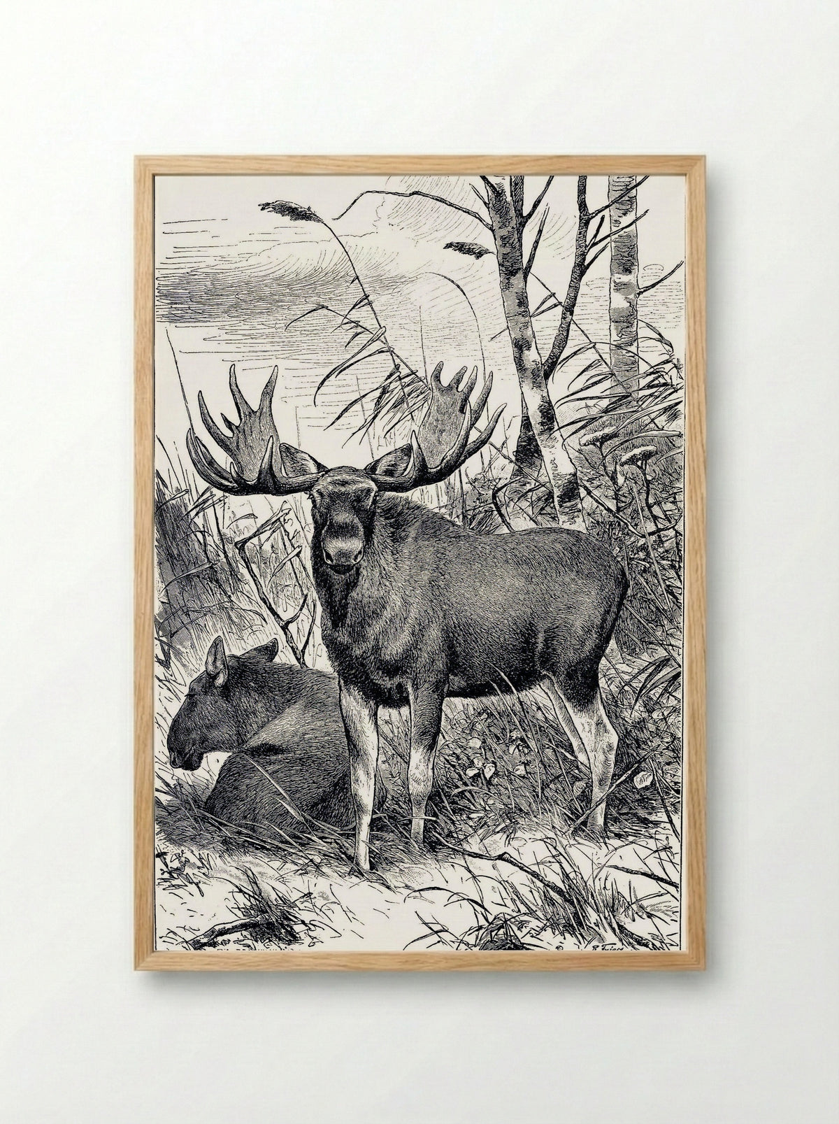 Alces alces (Moose in a Clearing) - Richard Friese - Framed Print Wood