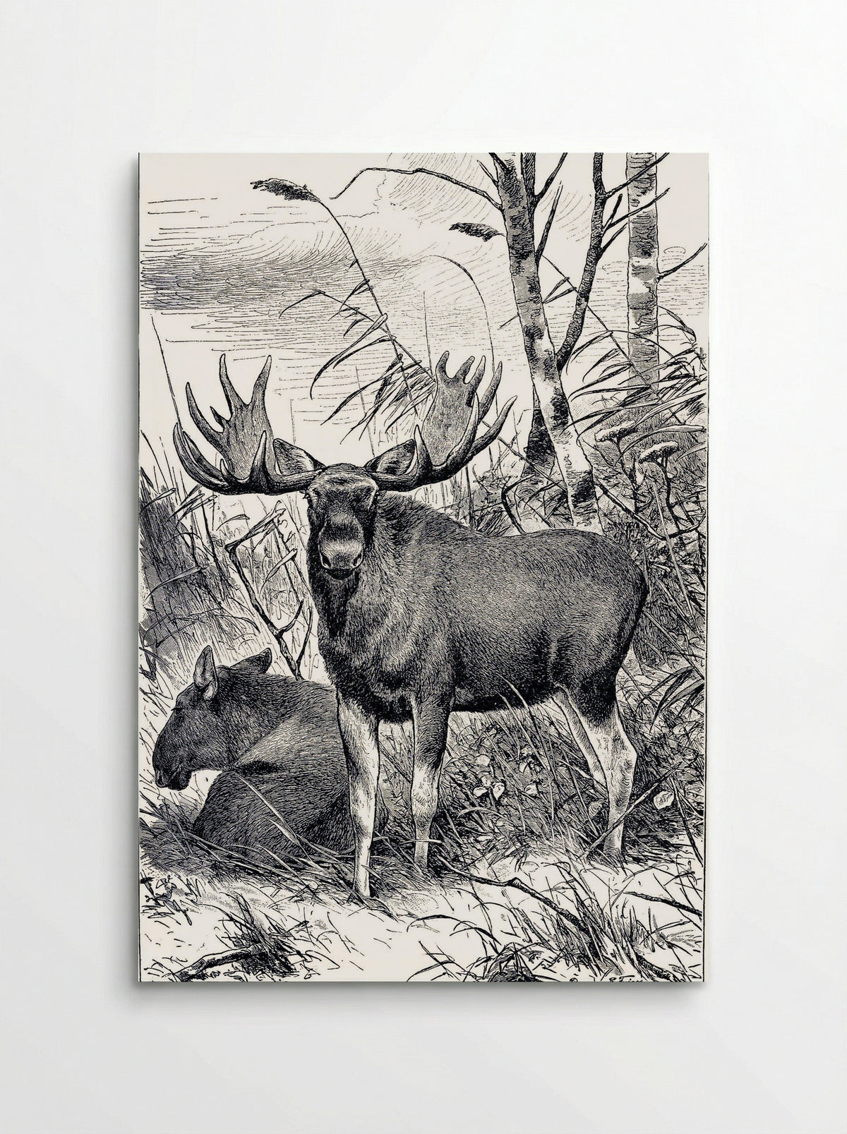 Alces alces (Moose in a Clearing) - Richard Friese - Poster