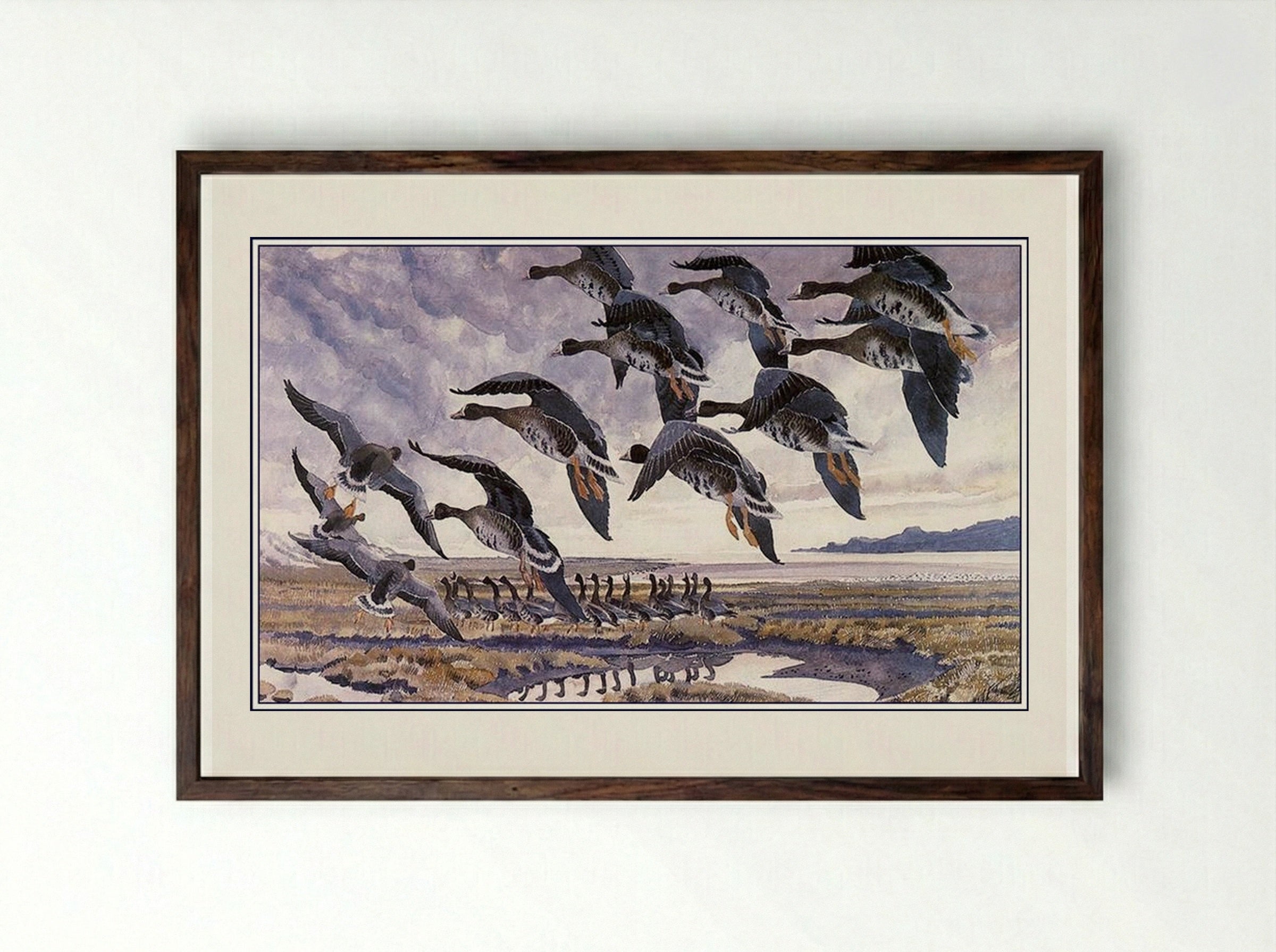 Alighting Whitefronts - Charles Tunnicliffe - Framed Print Dark Wood