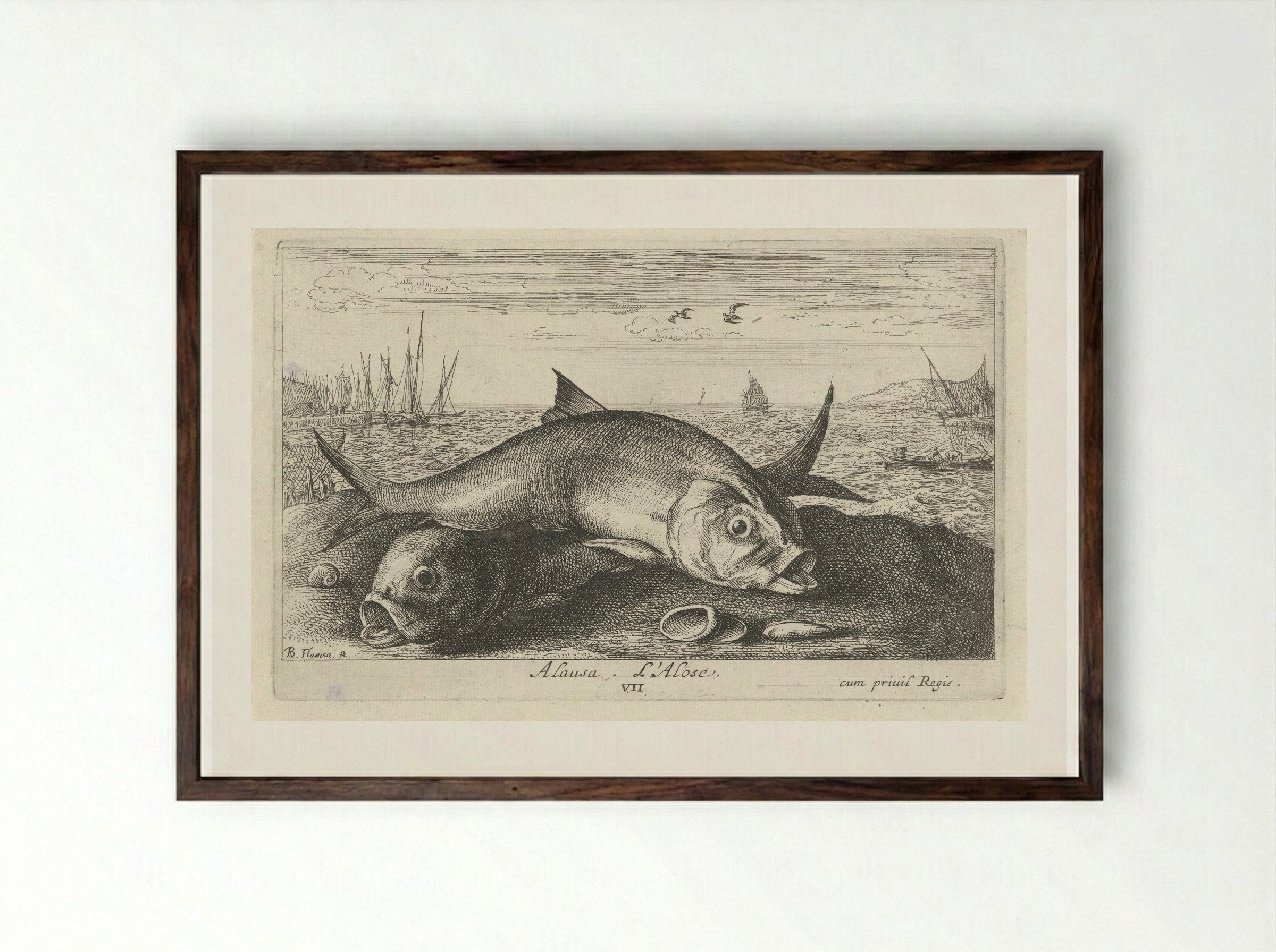 Alosa (Two Shad on the Shore) - Albert Flamen - Framed Print Dark Wood