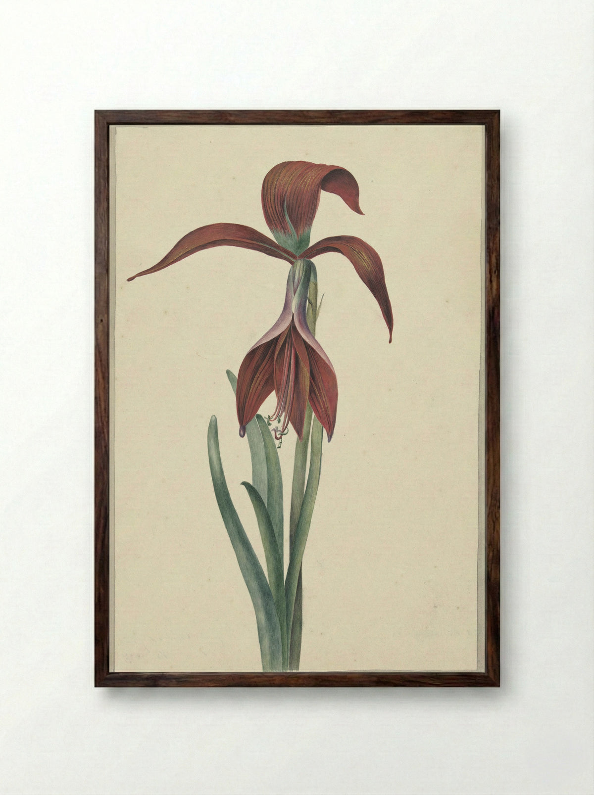Amaryllis Formosissima - C.J. Kruimel - Framed Print Dark Wood