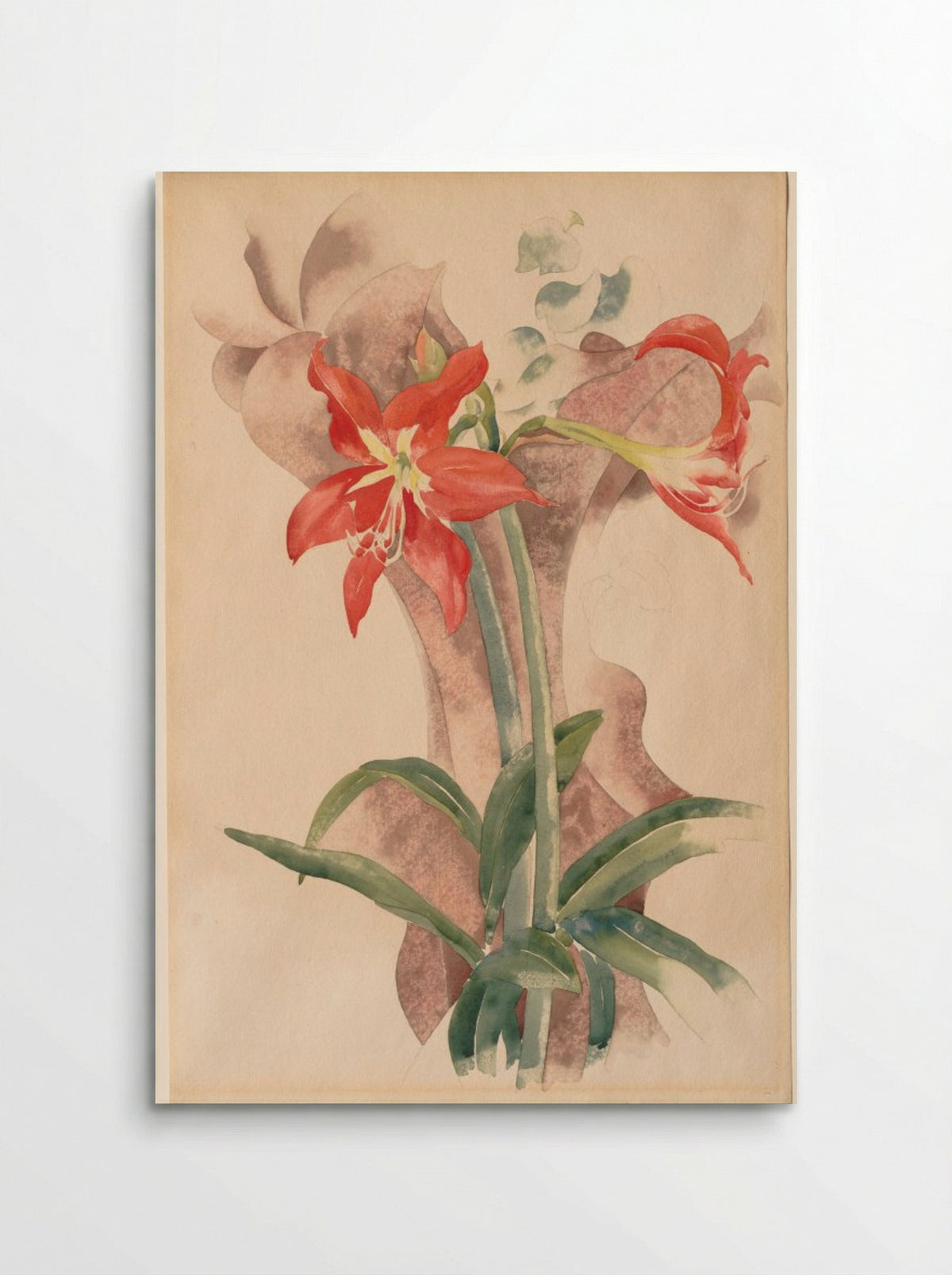 Amaryllis - Charles Demuth - Poster