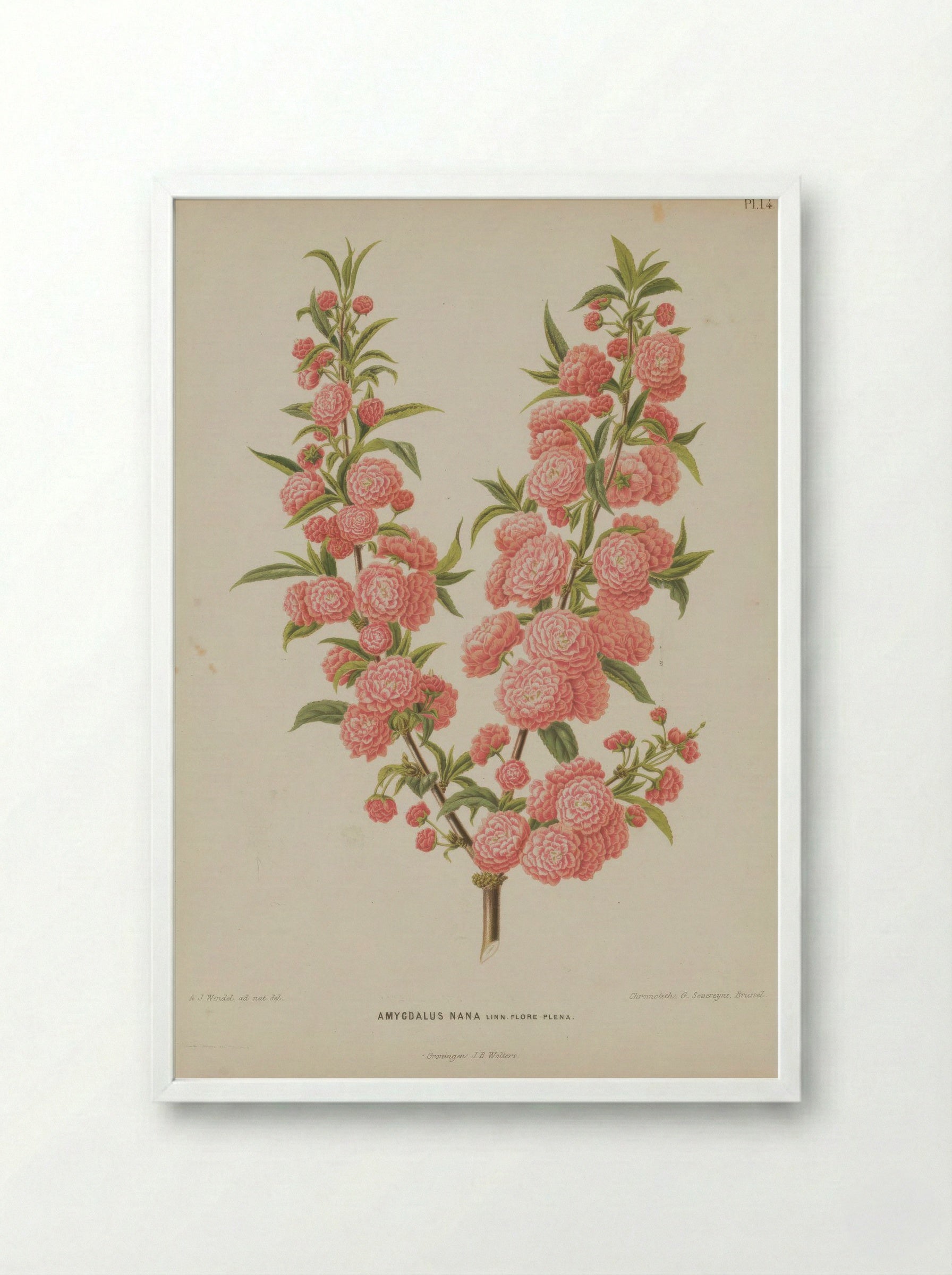 Amygdalus Nana L. - A. J. Wendel - Framed Print White