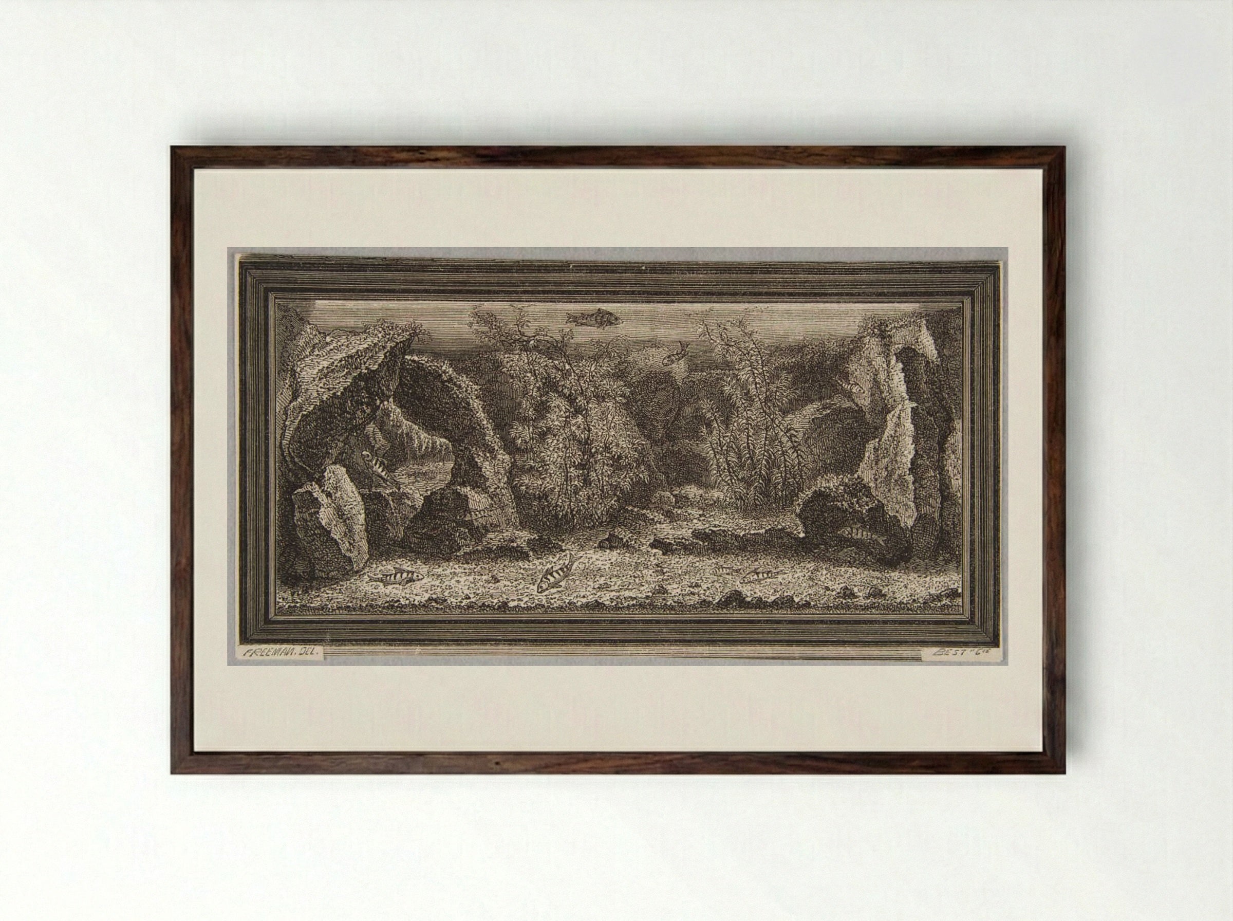An Aquarium - Best et Cie - Framed Print Dark Wood