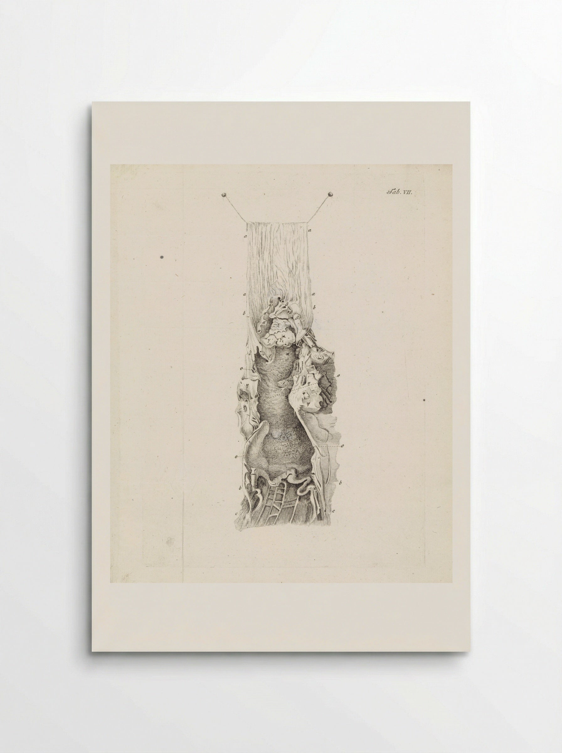 Anatomical Study of the Human Throat (Tab. VII) - Robbert Muys - Poster