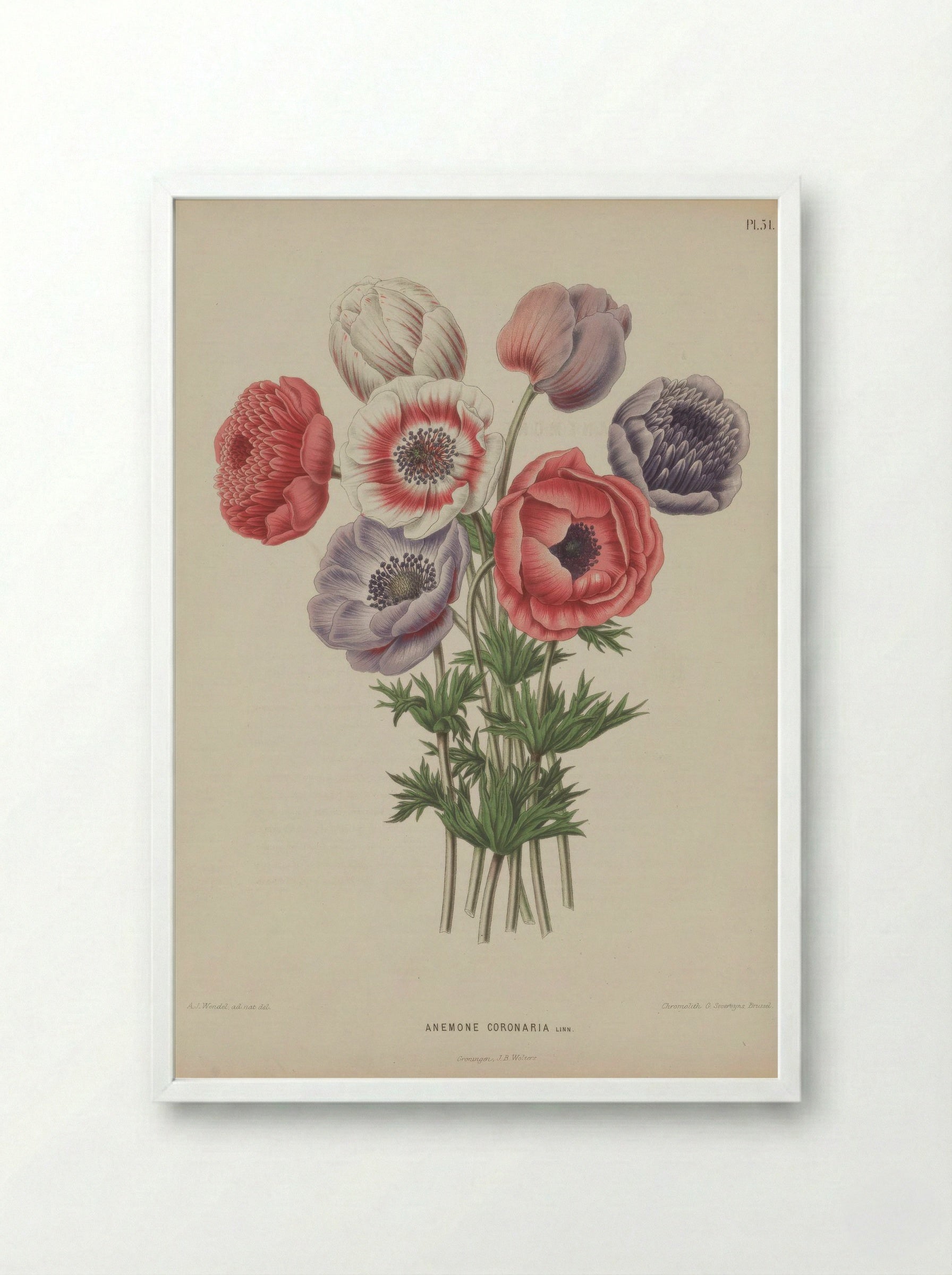 Anemone Coronaria L. - A. J. Wendel - Framed Print White