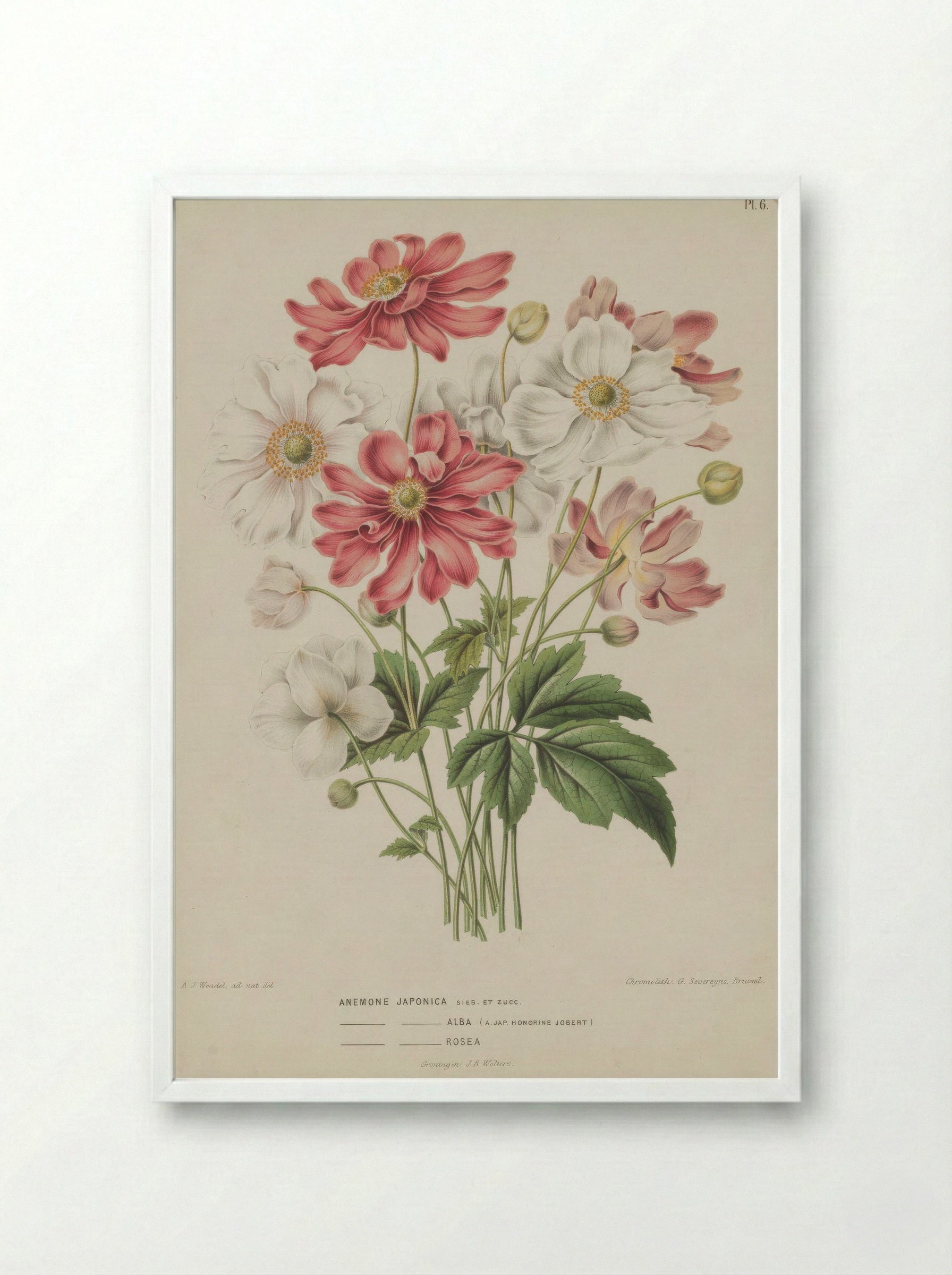 Anemone Scabiosa H.l V. Vaniot - A. J. Wendel - Framed Print White