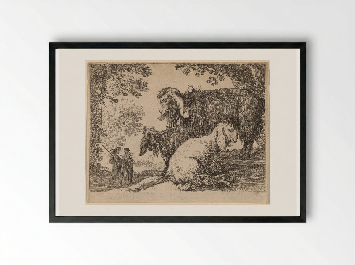 Angora Sheep - Herman van Swanevelt - Framed Print Black