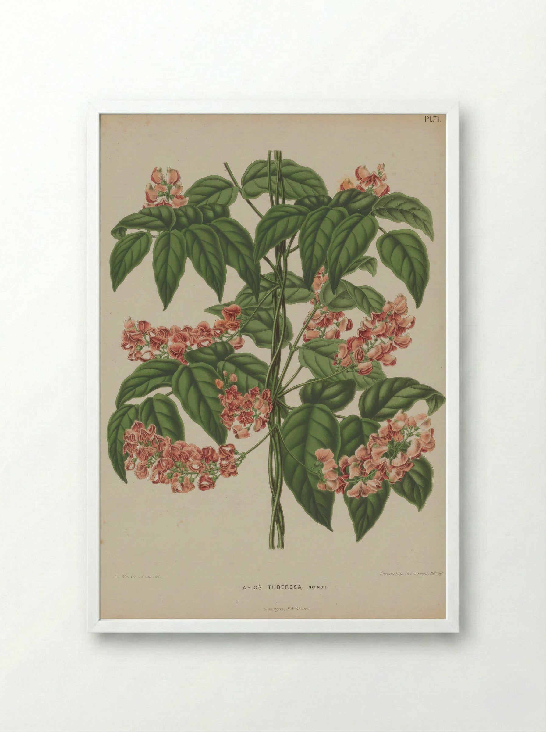 Apios Americana Medik. - A. J. Wendel - Framed Print White