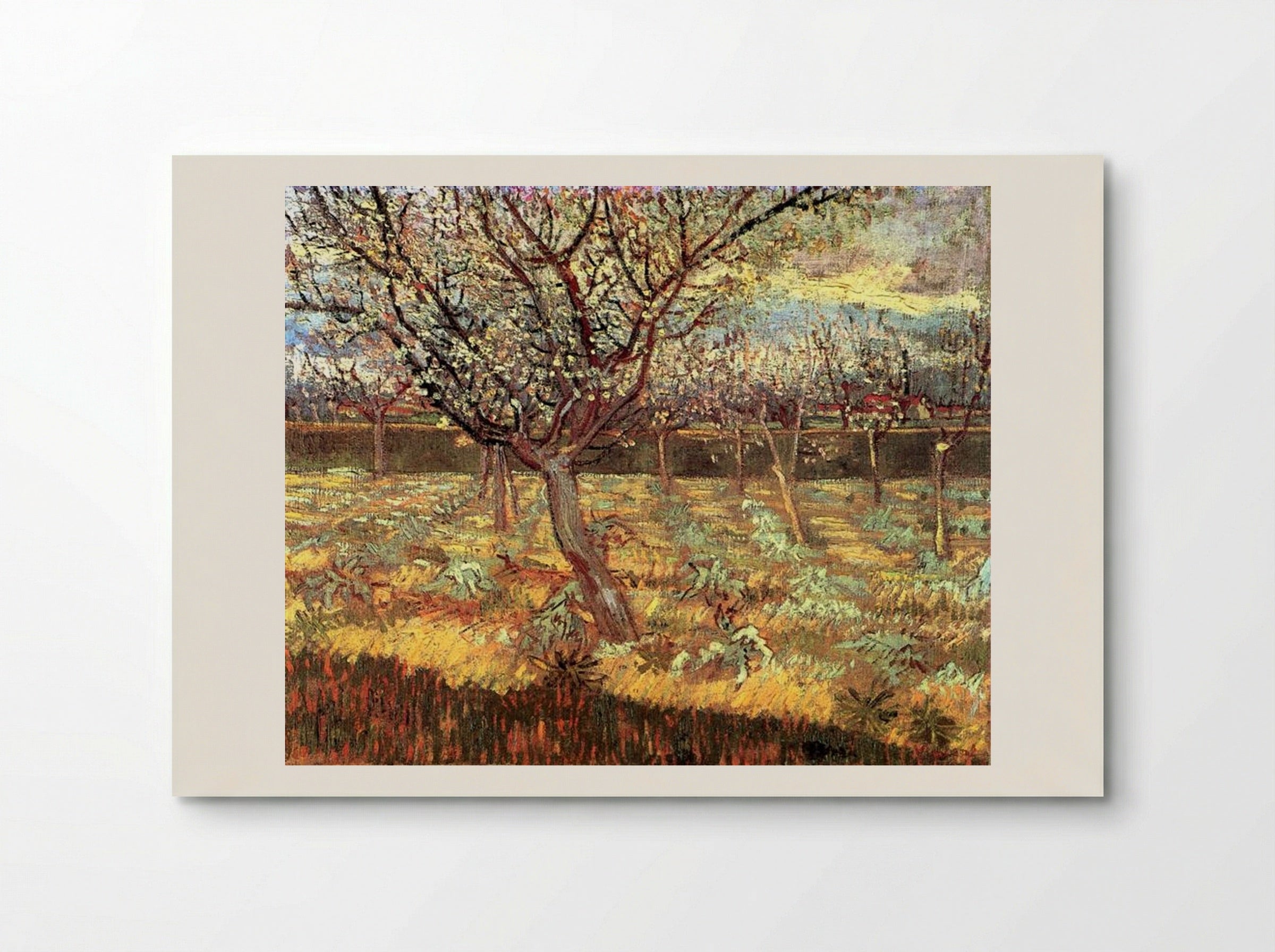 Apricot Trees in Blossom - Vincent van Gogh - Poster