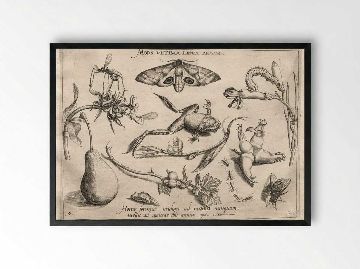 Archetypa Studiaque Patris Georgii Hoefnagelii (Plate 5) - Joris Hoefnagel - Framed Print Black