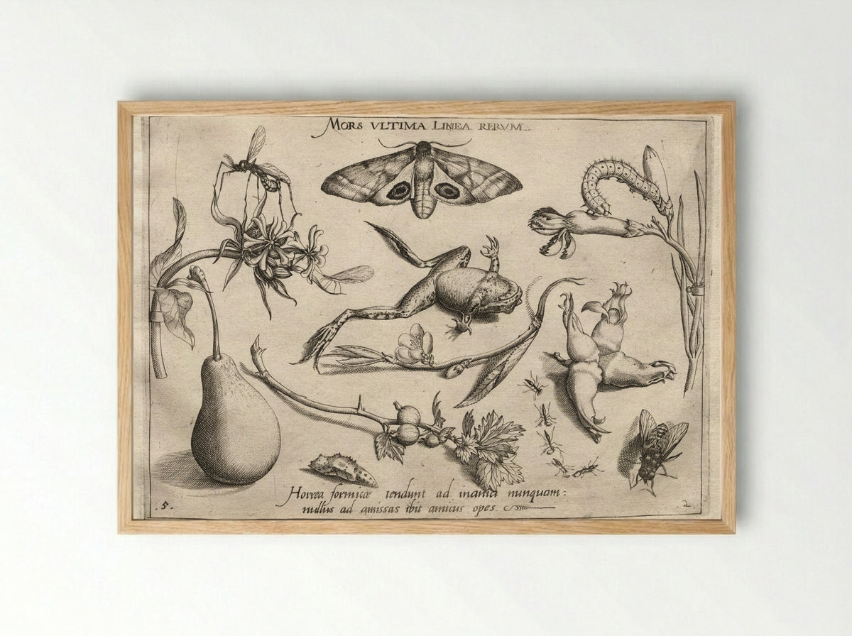 Archetypa Studiaque Patris Georgii Hoefnagelii (Plate 5) - Joris Hoefnagel - Framed Print Wood