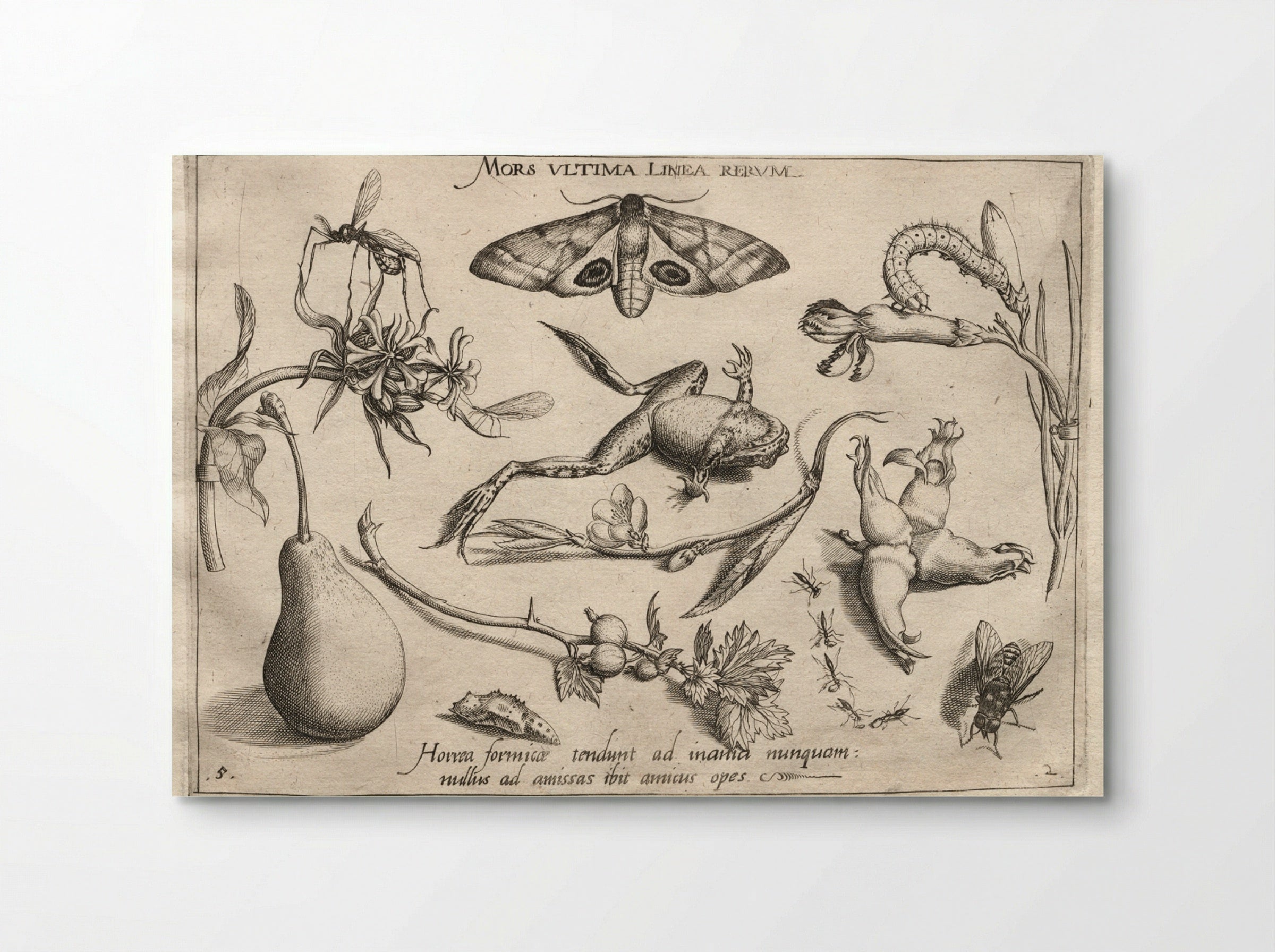 Archetypa Studiaque Patris Georgii Hoefnagelii (Plate 5) - Joris Hoefnagel - Poster