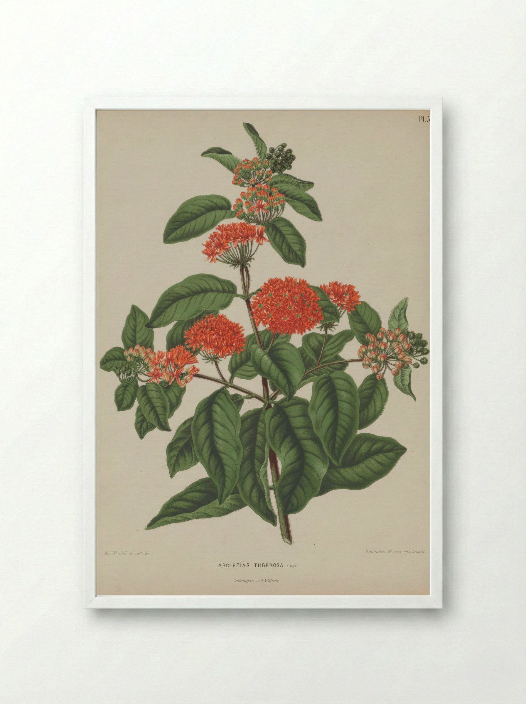 Asclepias Tuberosa L. - A. J. Wendel - Framed Print White