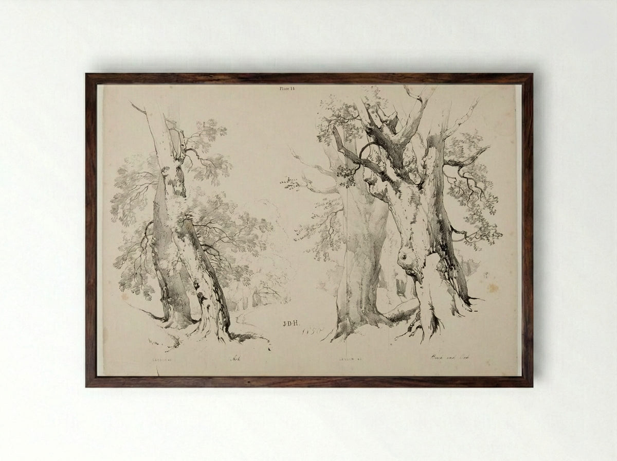 Ash, Beech and Oak - James Duffield Harding - Framed Print Dark Wood