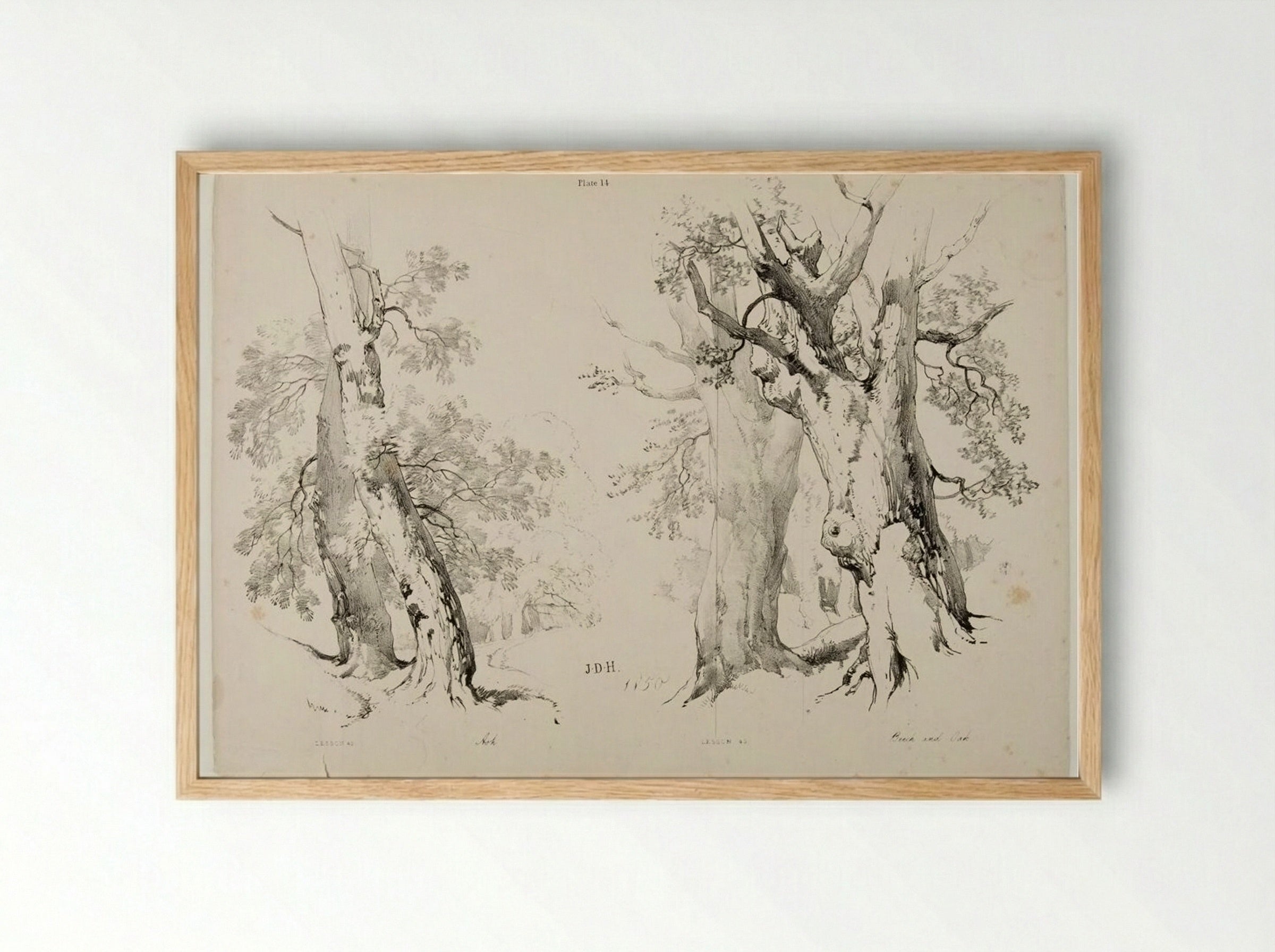 Ash, Beech and Oak - James Duffield Harding - Framed Print Wood