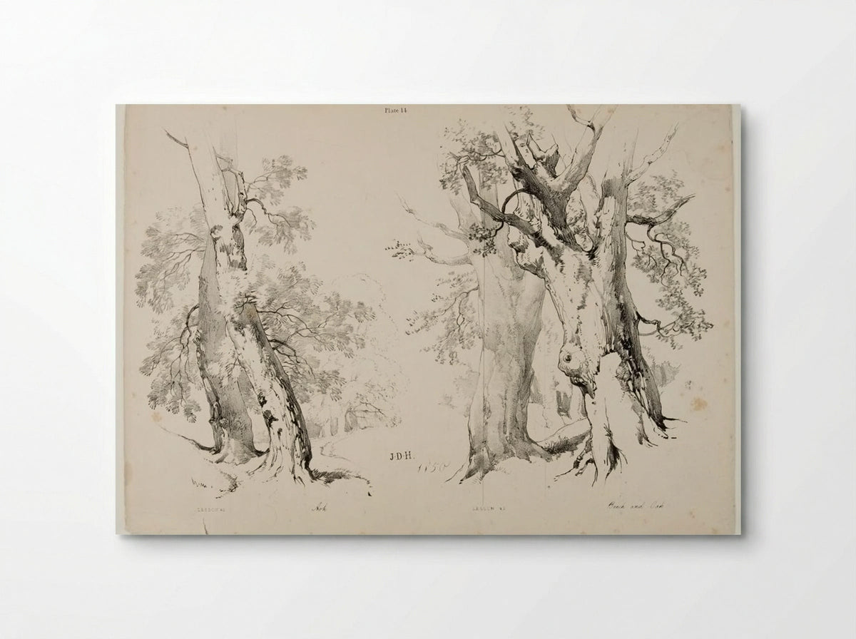 Ash, Beech and Oak - James Duffield Harding - Poster