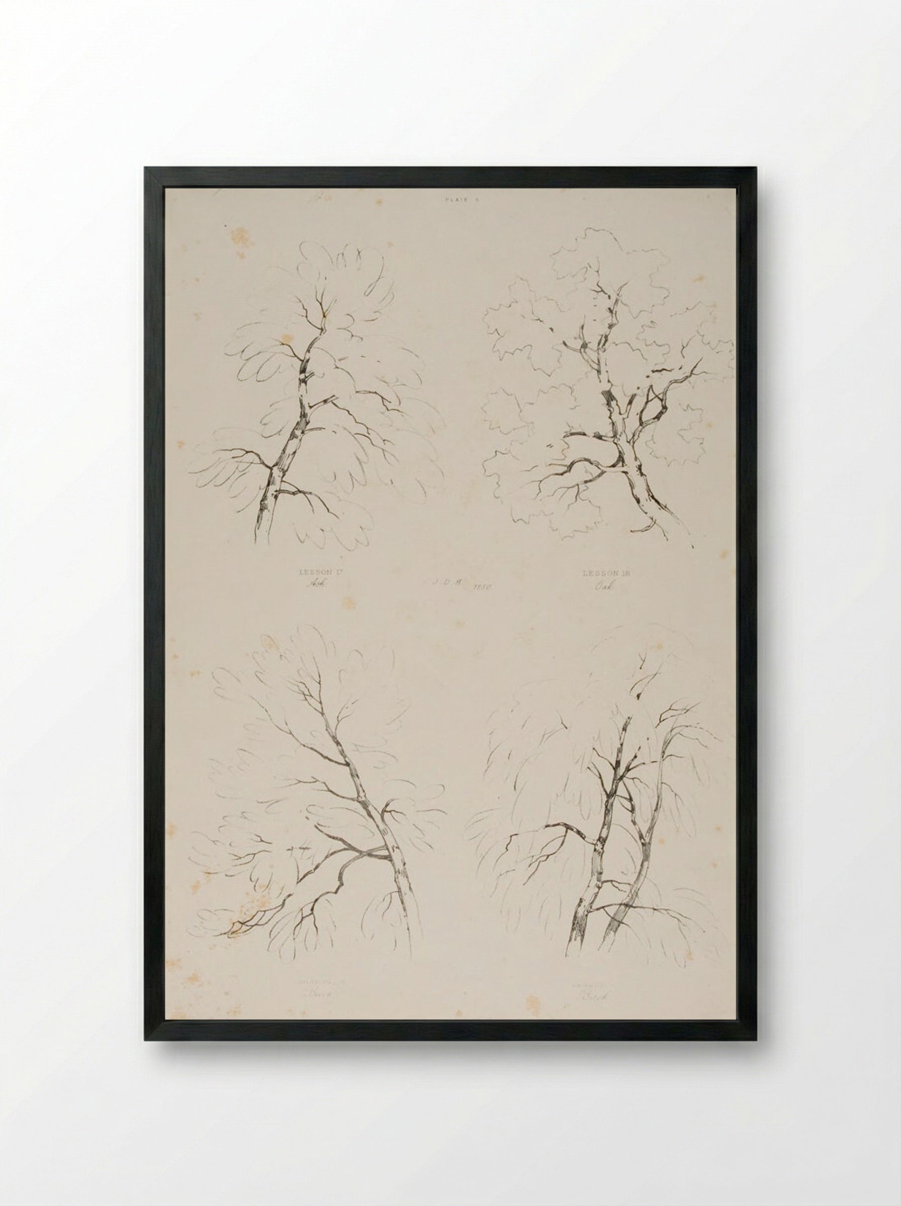 Ash, Oak, Beech and Birch - James Duffield Harding - Framed Print Black