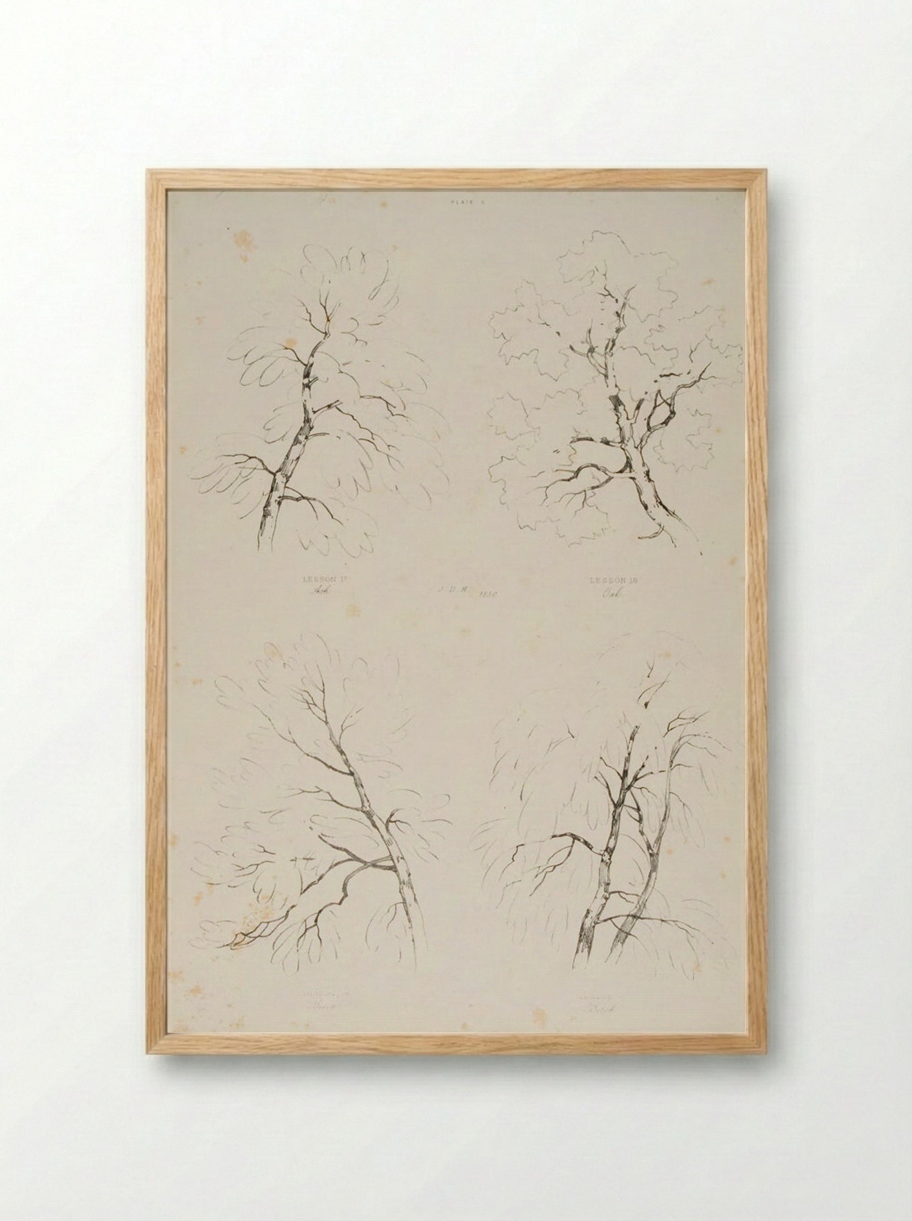 Ash, Oak, Beech and Birch - James Duffield Harding - Framed Print Wood