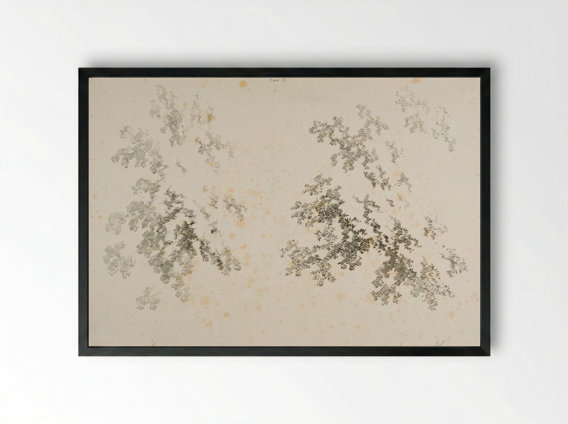 Ash and Oak - James Duffield Harding - Framed Print Black