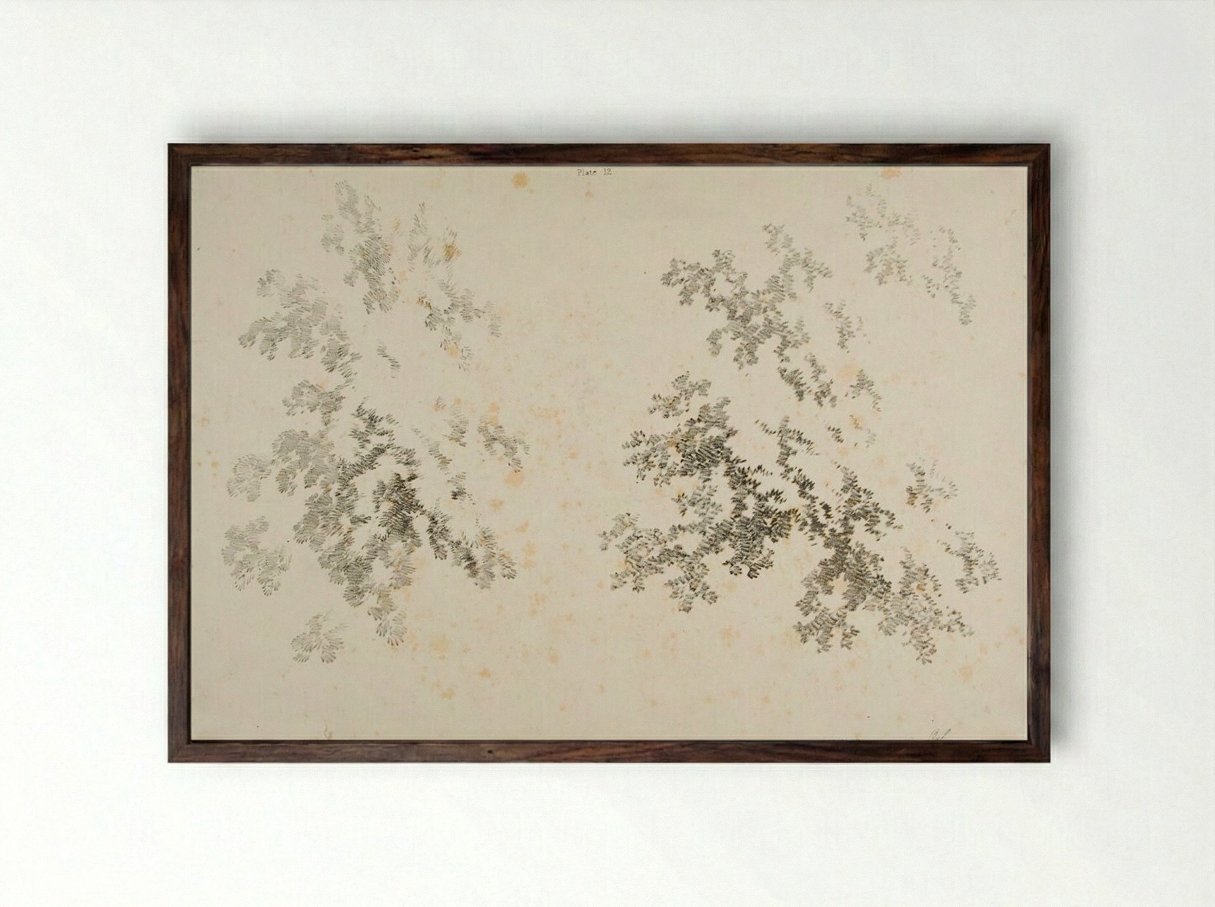 Ash and Oak - James Duffield Harding - Framed Print Dark Wood