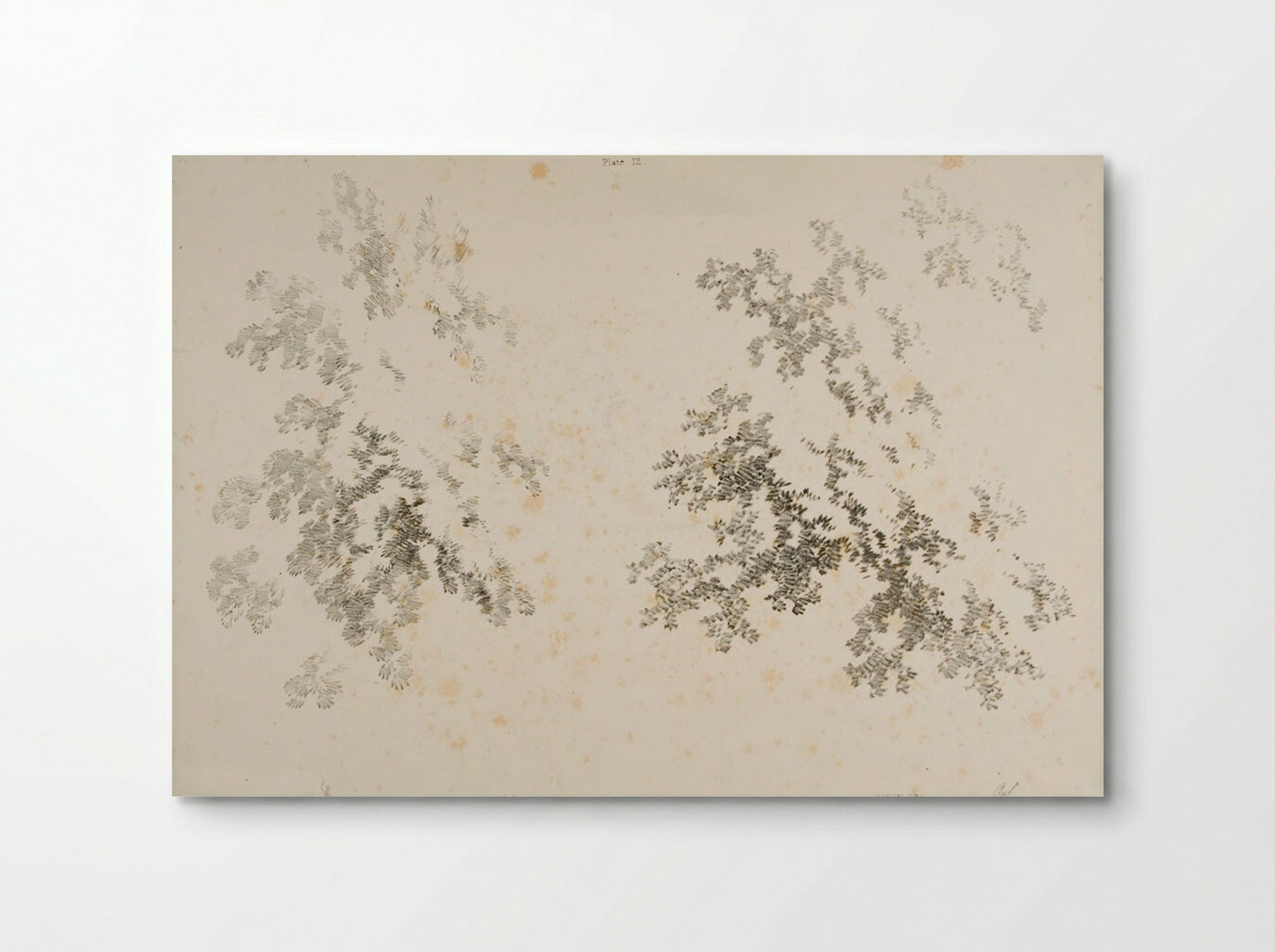 Ash and Oak - James Duffield Harding - Poster