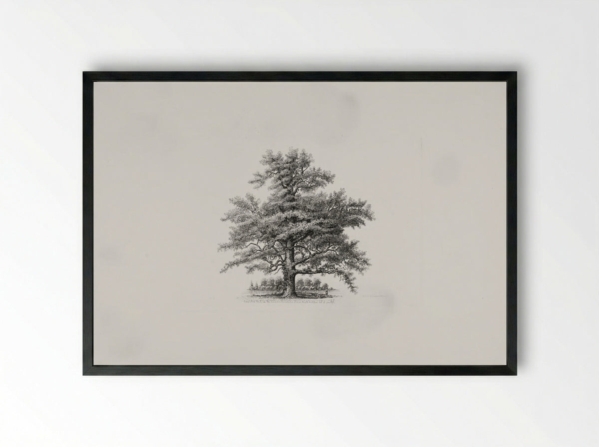 Assabet Oak on the Randall Estate, Stow, Ma. - Richard Upton Piper - Framed Print Black
