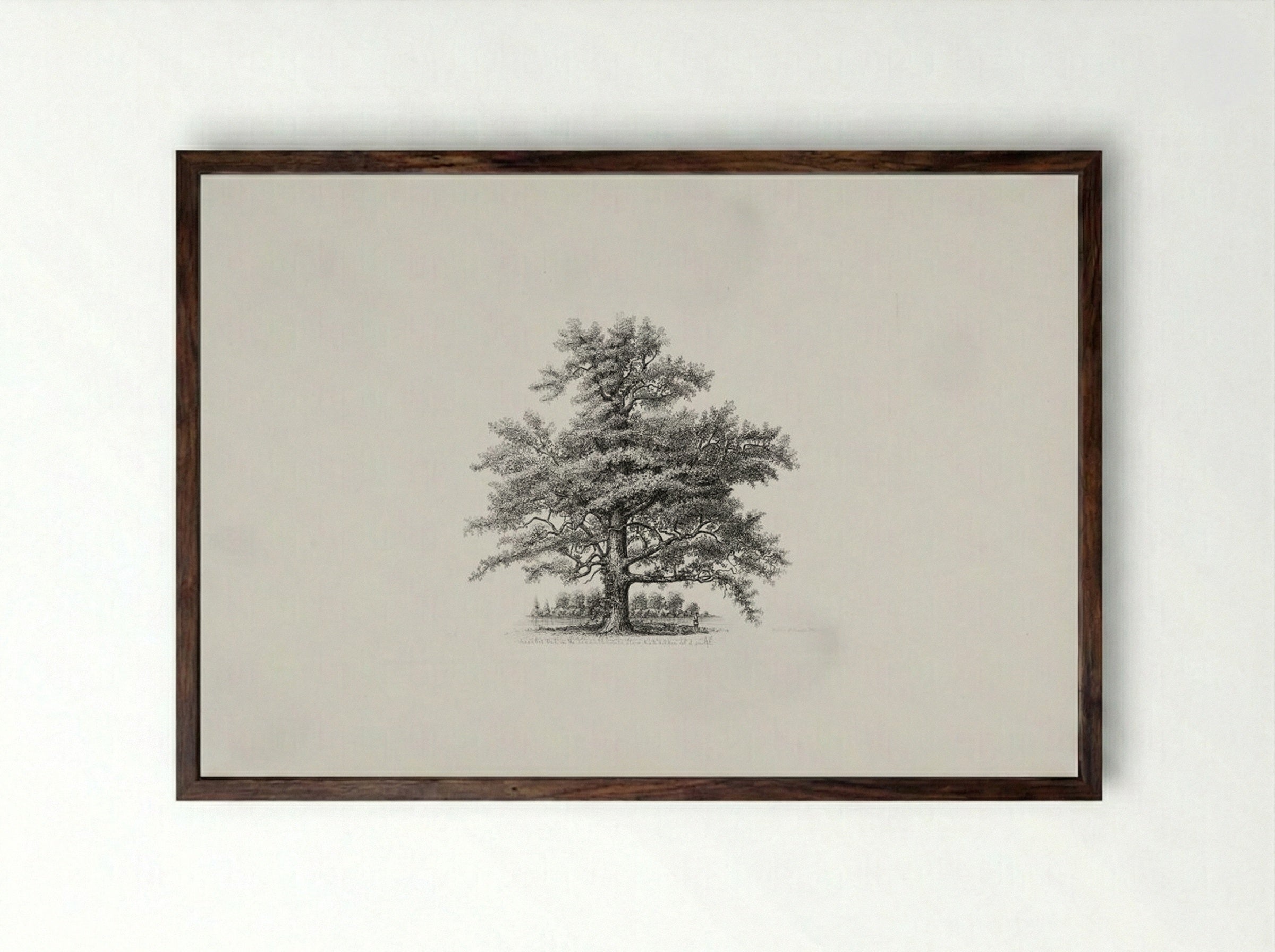 Assabet Oak on the Randall Estate, Stow, Ma. - Richard Upton Piper - Framed Print Dark Wood