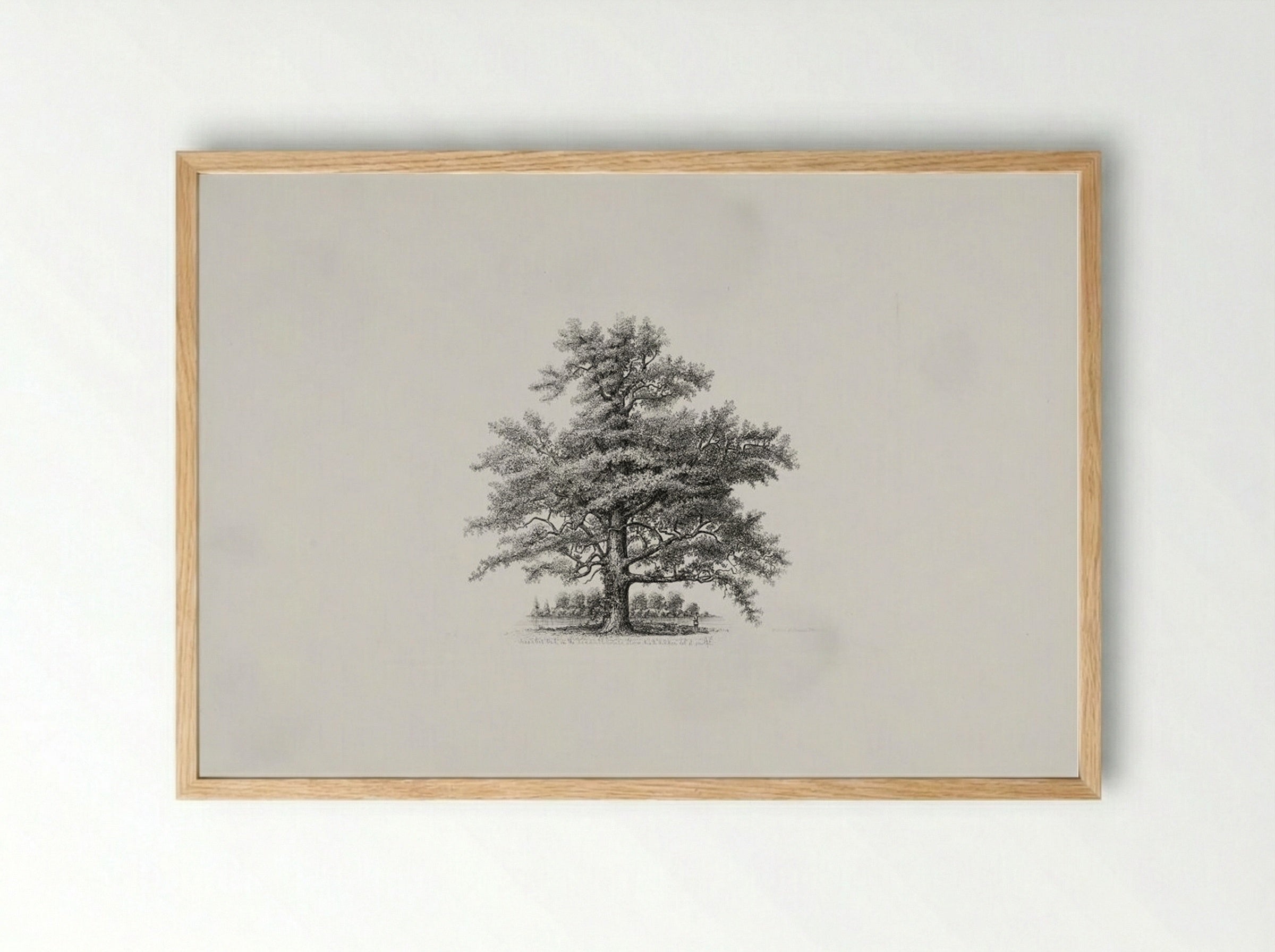 Assabet Oak on the Randall Estate, Stow, Ma. - Richard Upton Piper - Framed Print Wood