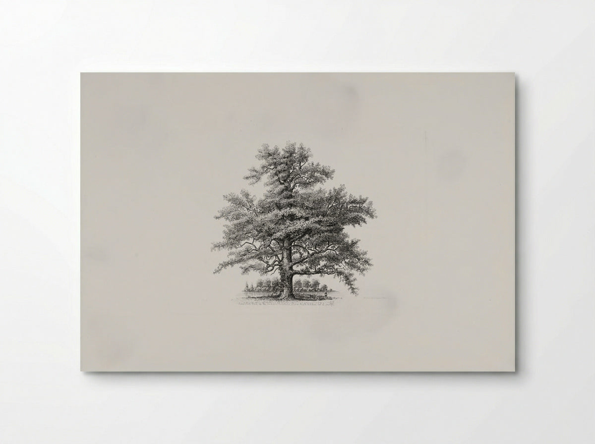 Assabet Oak on the Randall Estate, Stow, Ma. - Richard Upton Piper - Poster