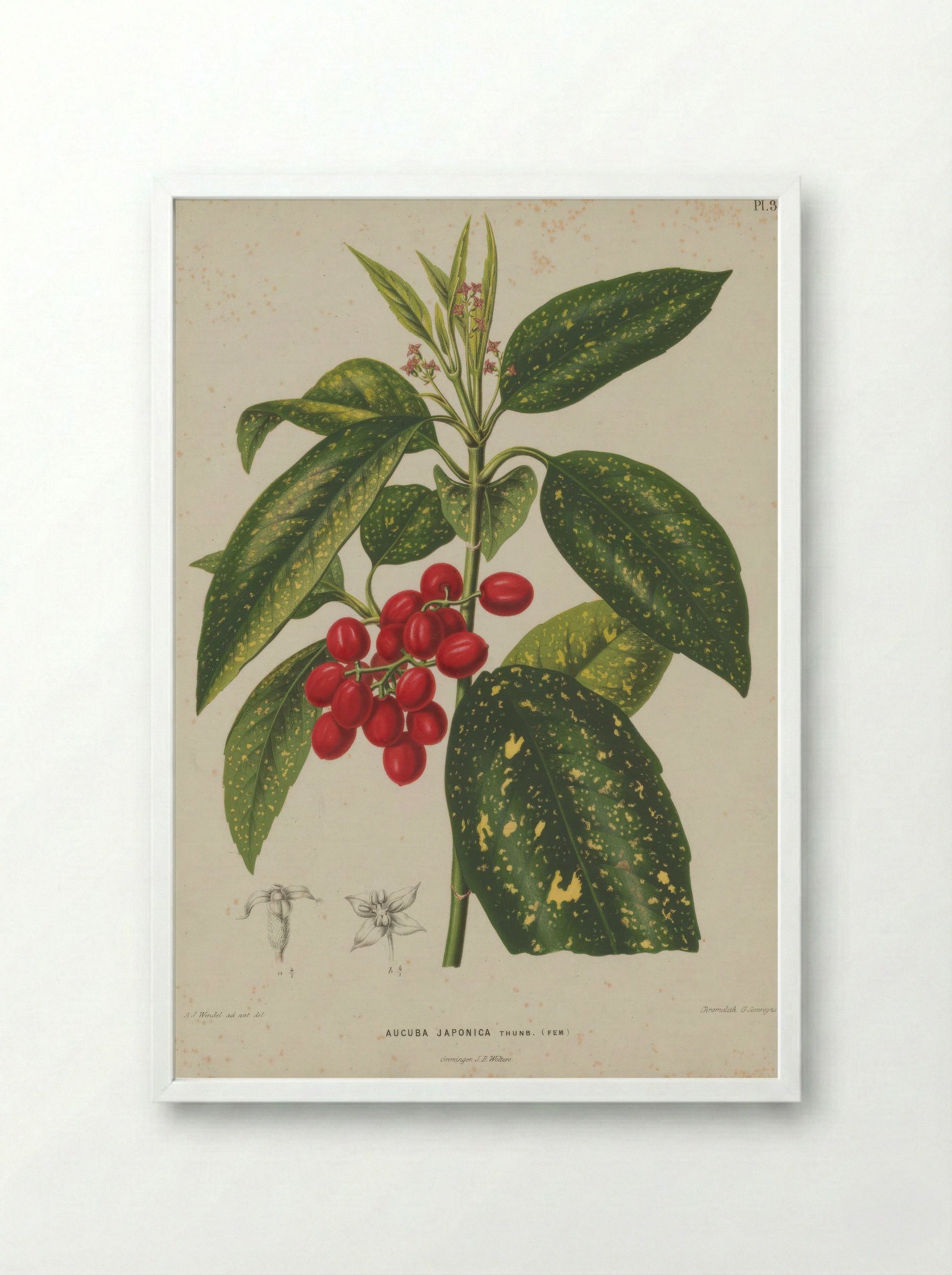 Aucuba Japonica Thunb. - A. J. Wendel - Framed Print White