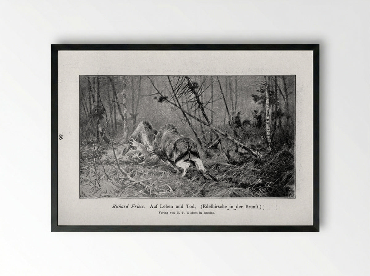 Auf Leben und Tod (Edelhirsche in der Brunft) - Richard Friese - Framed Print Black