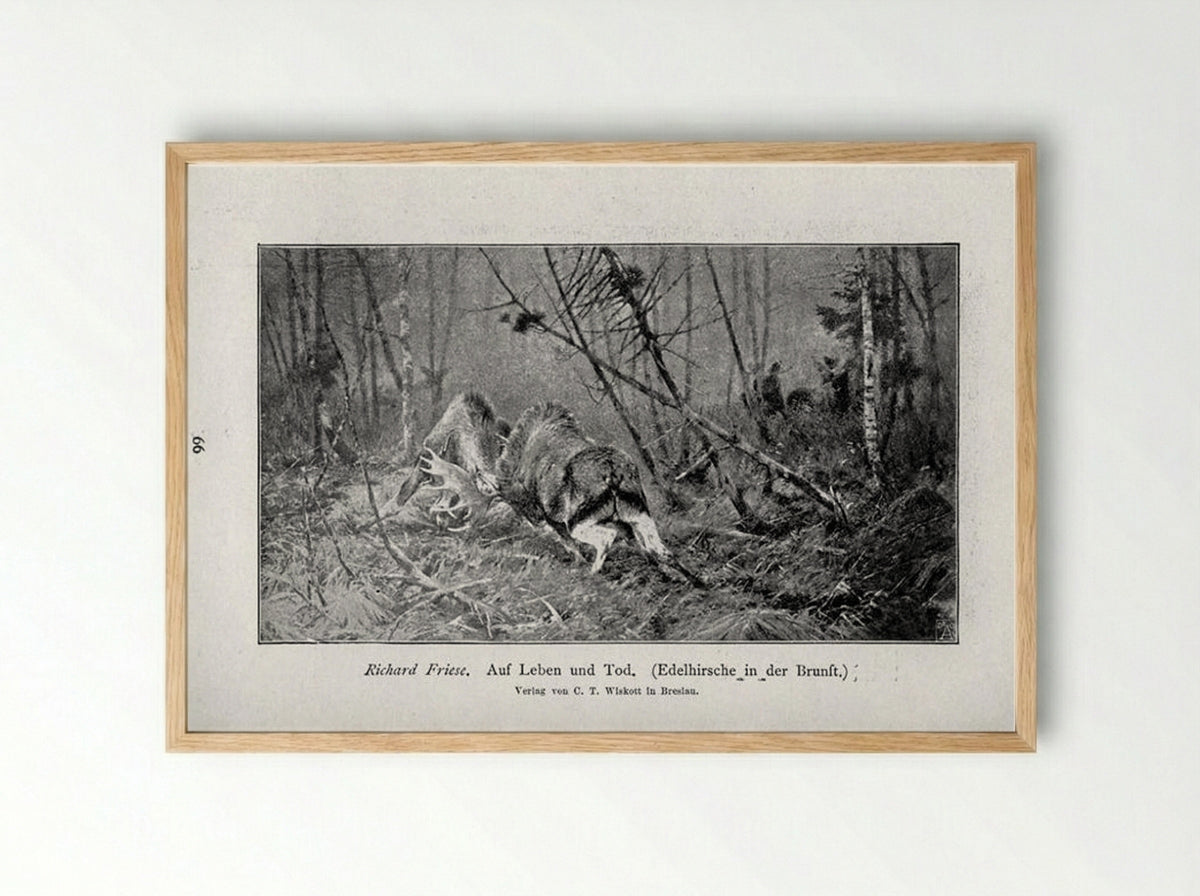 Auf Leben und Tod (Edelhirsche in der Brunft) - Richard Friese - Framed Print Wood