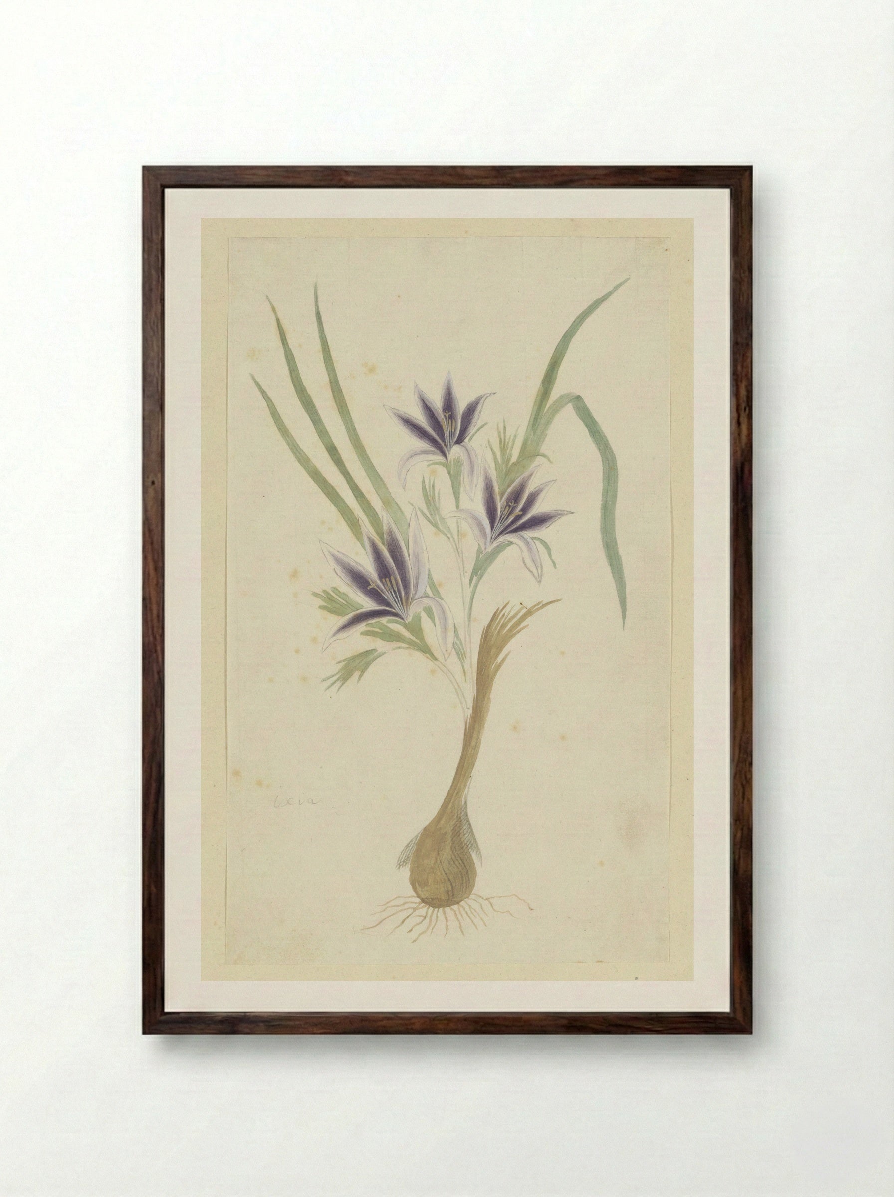 Babiana sambucina (Jacq.) Ker Gawl. - Robert Jacob Gordon - Framed Print Dark Wood
