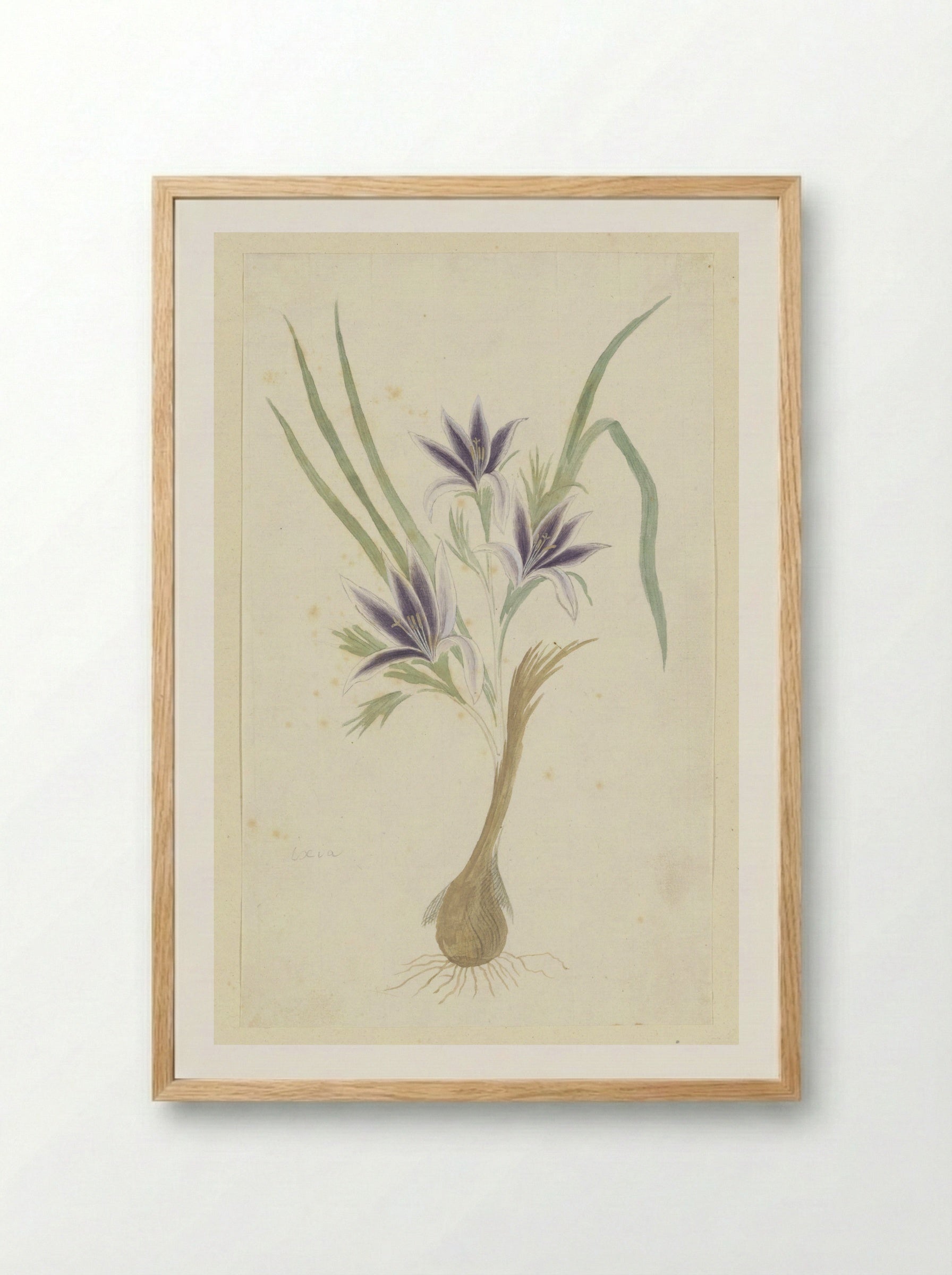 Babiana sambucina (Jacq.) Ker Gawl. - Robert Jacob Gordon - Framed Print Wood