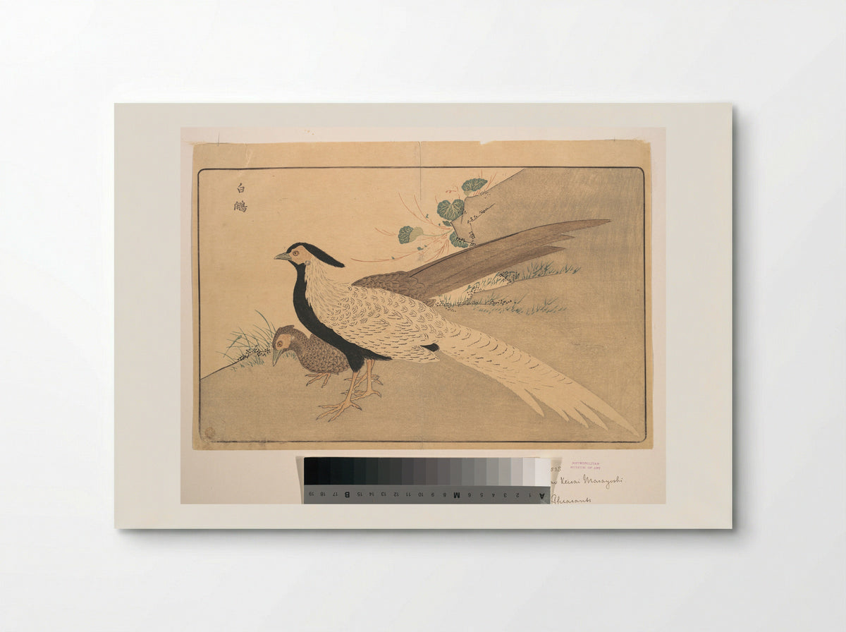 Bai xian (White Pheasant) - Kuwagata Keisai - Poster