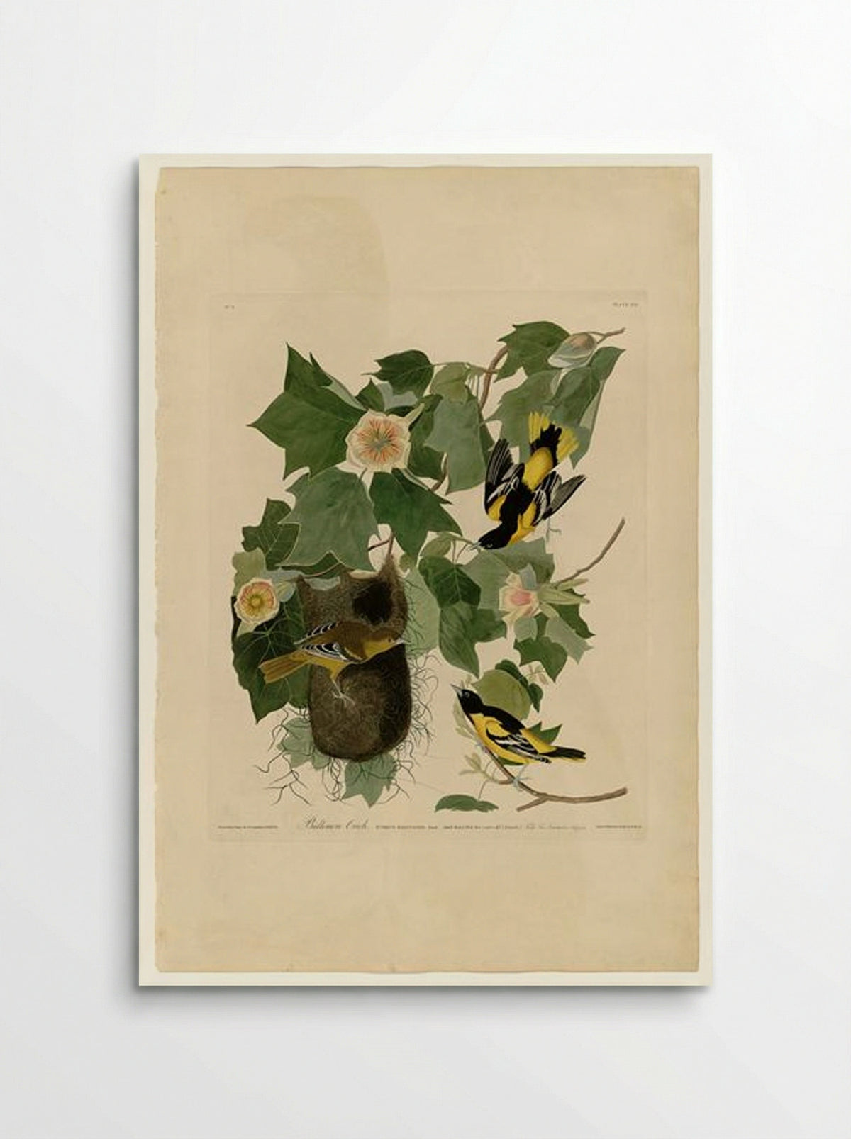 Baltimore Oriole - John James Audubon - Poster