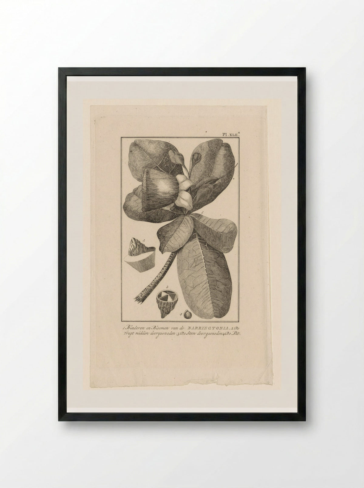 Barringtonia met vrucht (Botanical Study) - Solis Prints - Framed Print Black