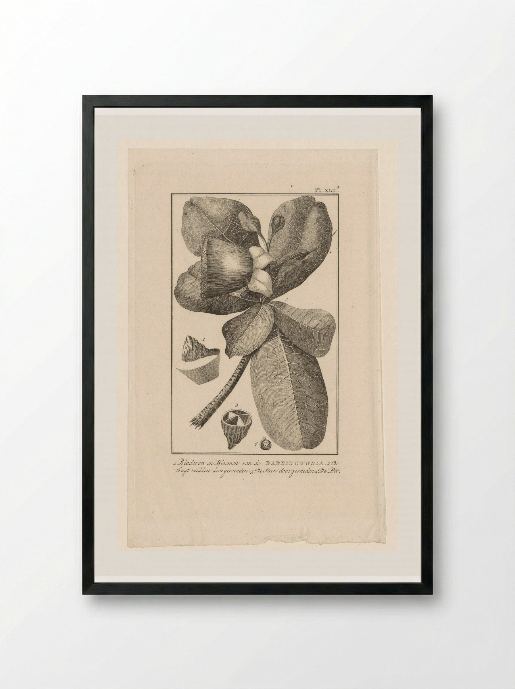 Barringtonia met vrucht (Botanical Study) - Solis Prints - Framed Print Black