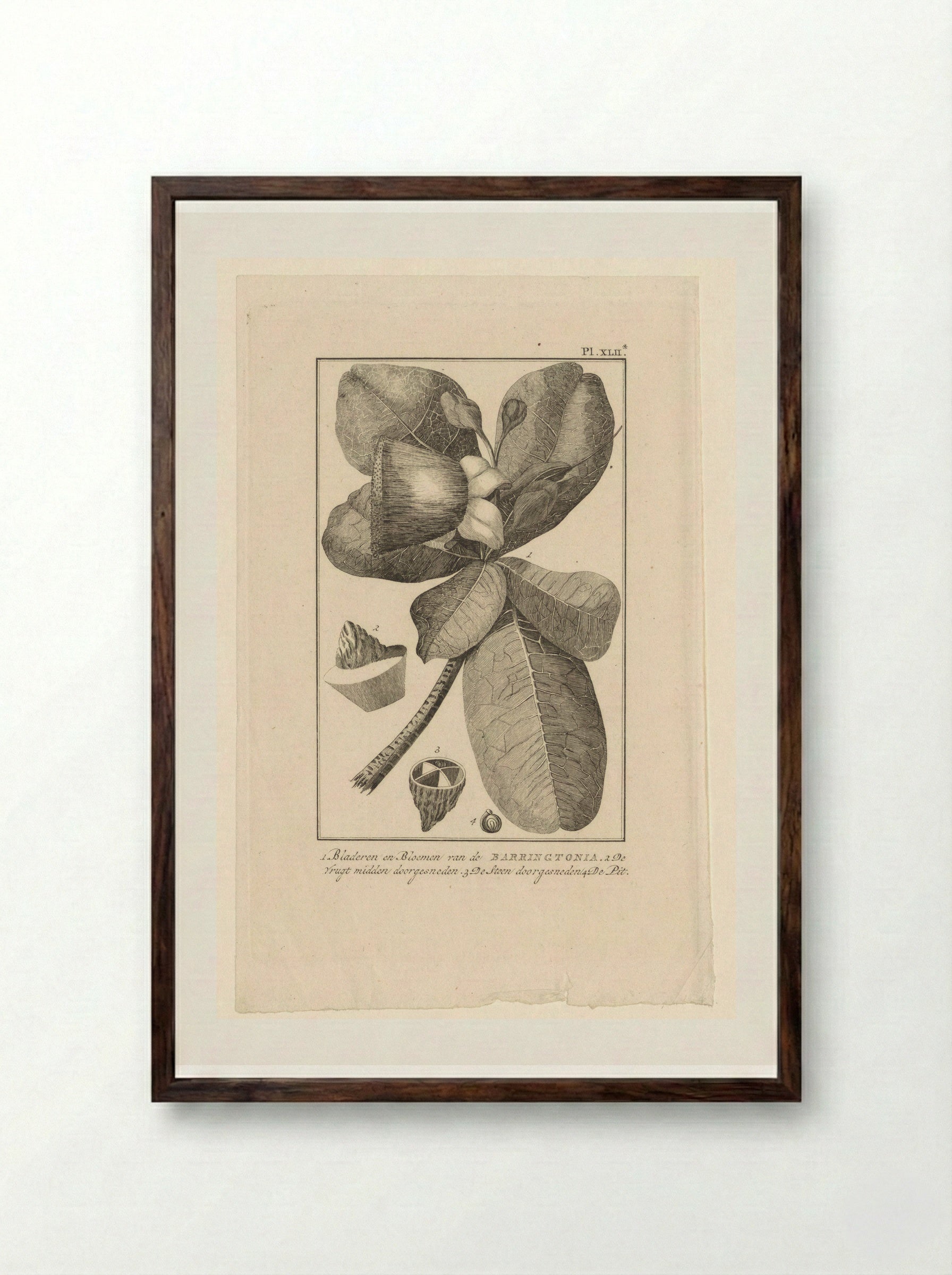 Barringtonia met vrucht (Botanical Study) - Solis Prints - Framed Print Dark Wood