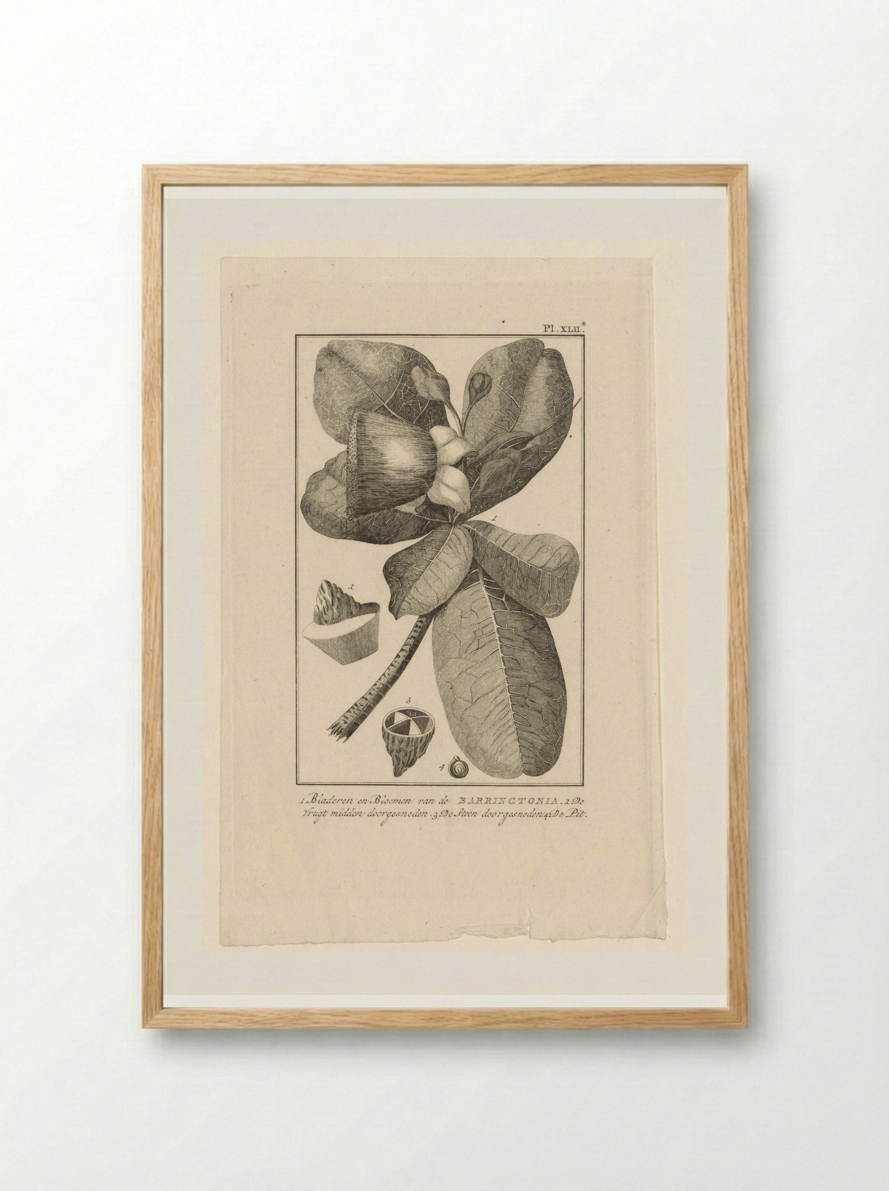 Barringtonia met vrucht (Botanical Study) - Solis Prints - Framed Print Wood