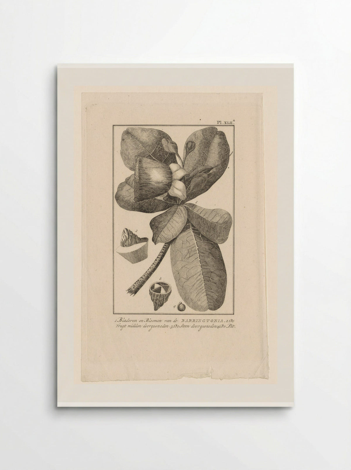 Barringtonia met vrucht (Botanical Study) - Solis Prints - Poster